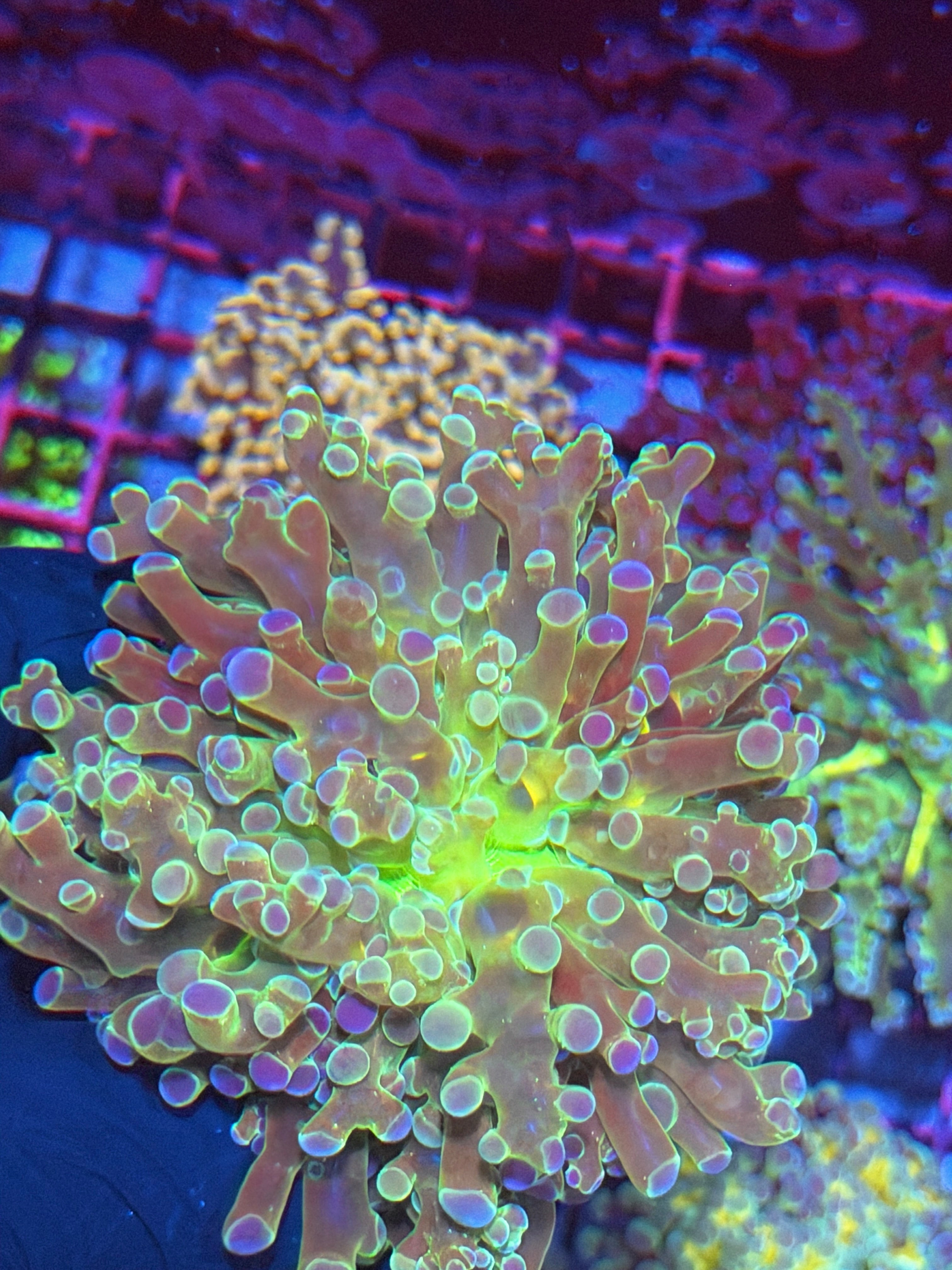 JEA Holy Relic Frogspawn Coral Splitting to 2 Heads XXXL 8/12