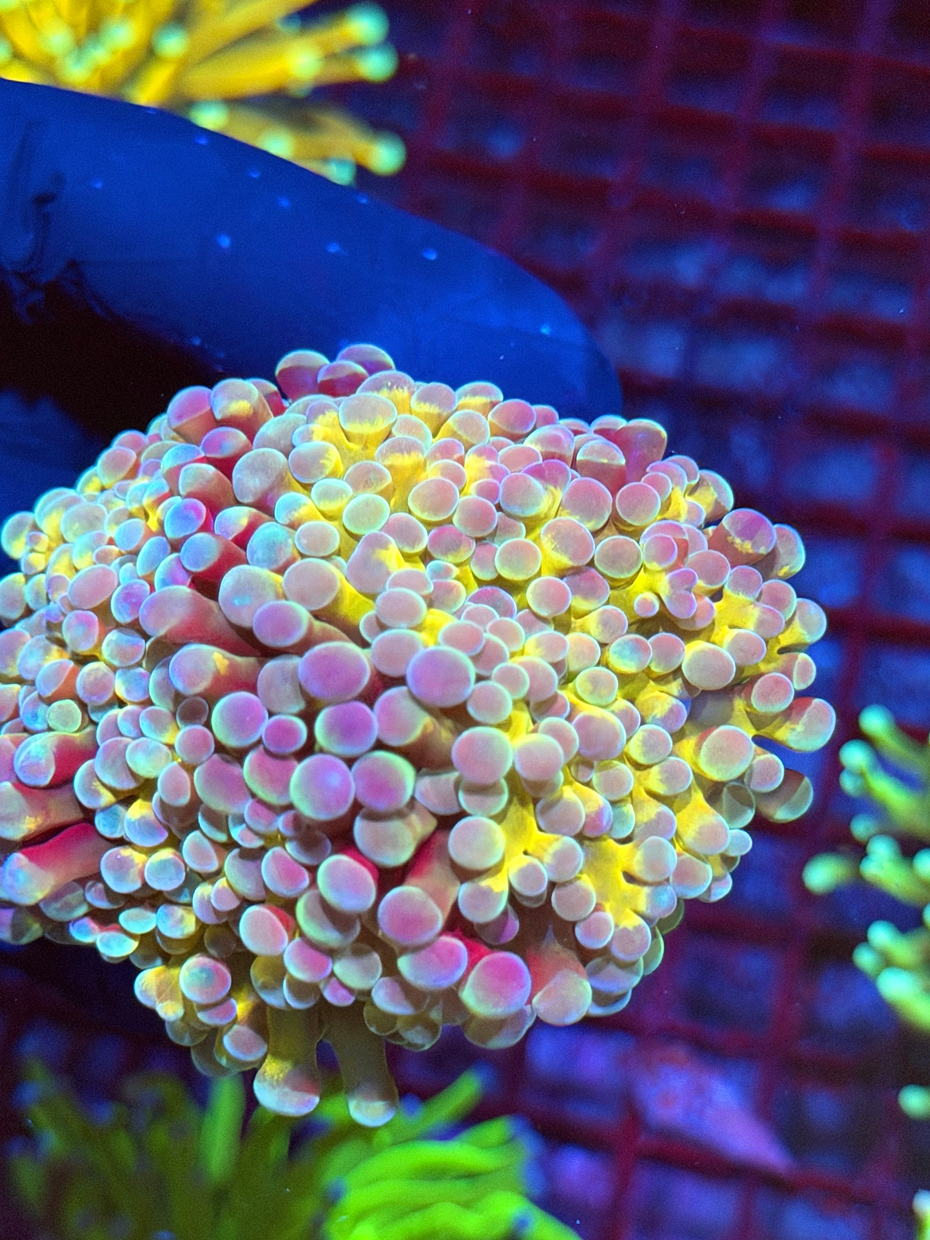 JEA Rainbow Blaster Hammer Coral Splitting to 3 Insane Colors Last Frag Collectors Piece 9/6