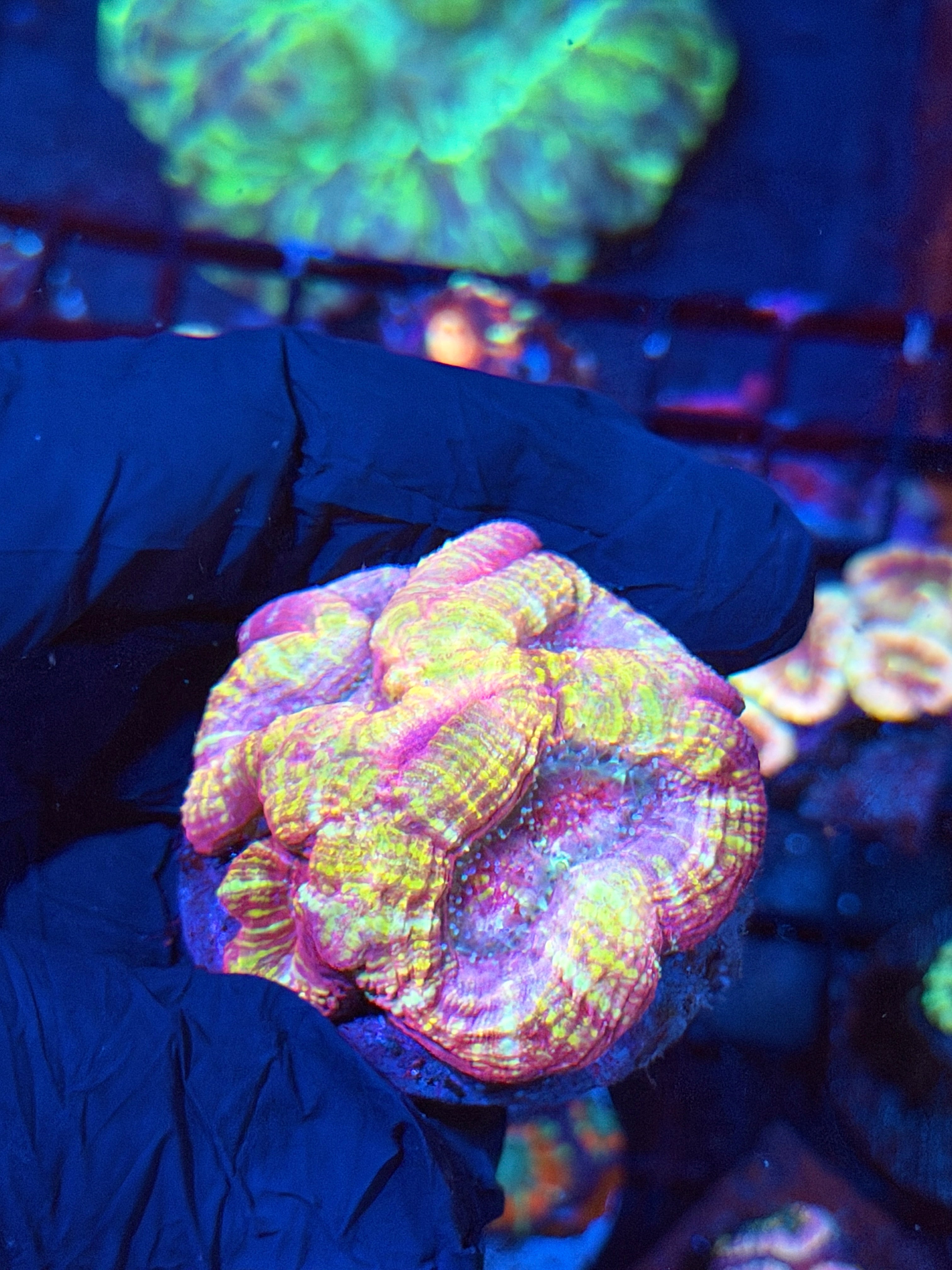 JEA Pink Cosmos Bowerbanki Coral Mini Colony