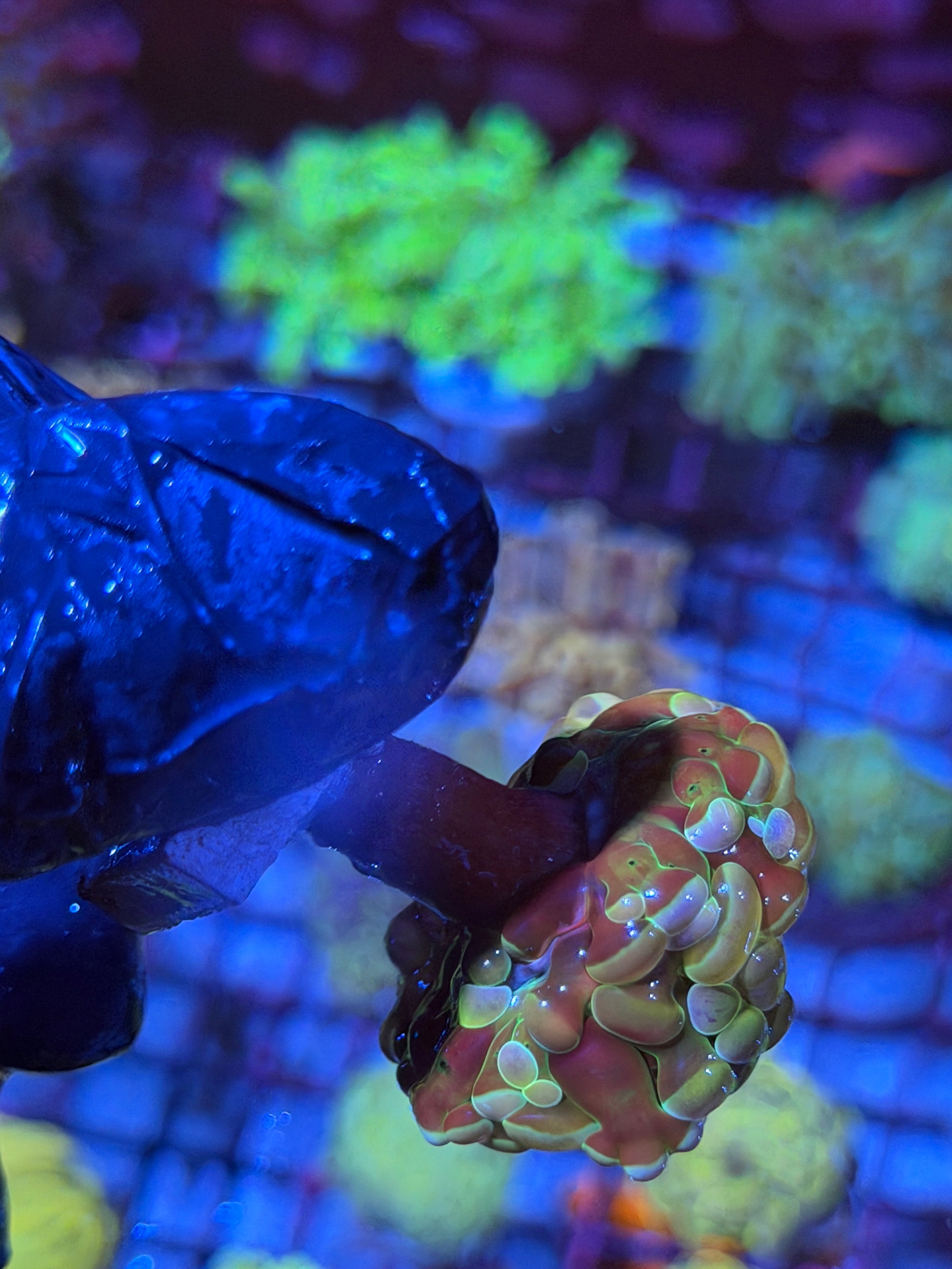 JEA Rainbow Dreams Hammer Coral 2 Heads Splitting Xl