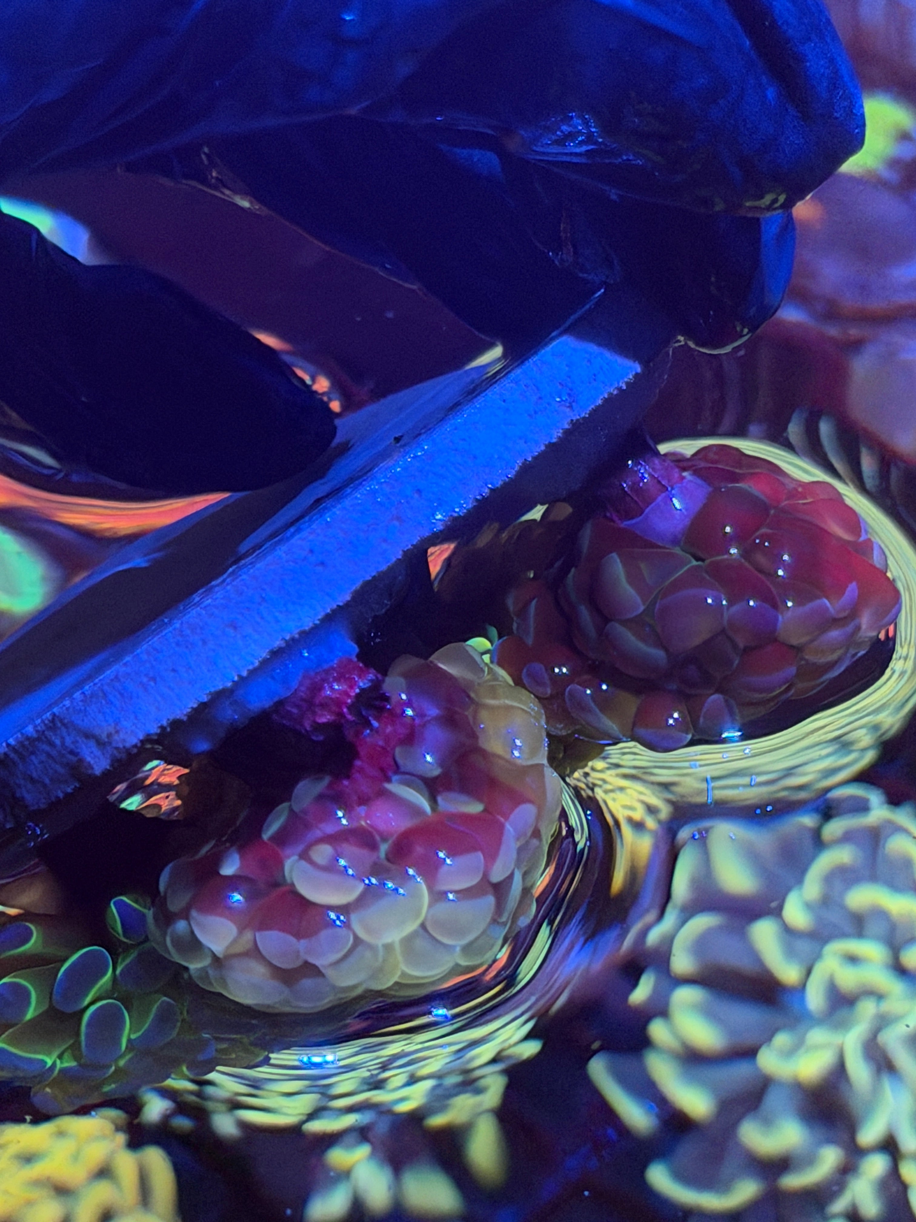 JEA High End Hammer Coral Bouquet 7 Heads XL 11/3