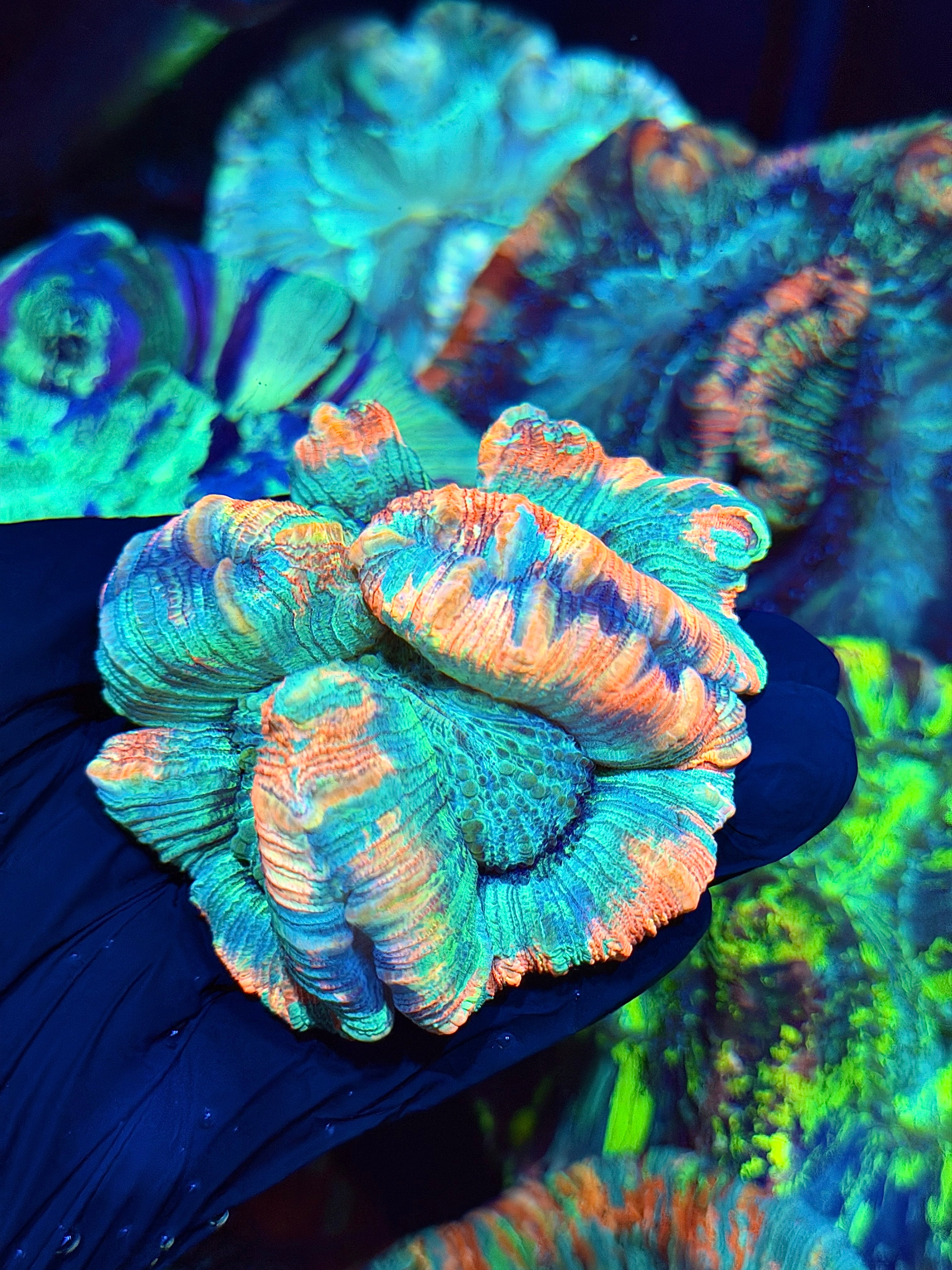 Rainbow Trachyphyllia Meat Coral Show Piece 9/6