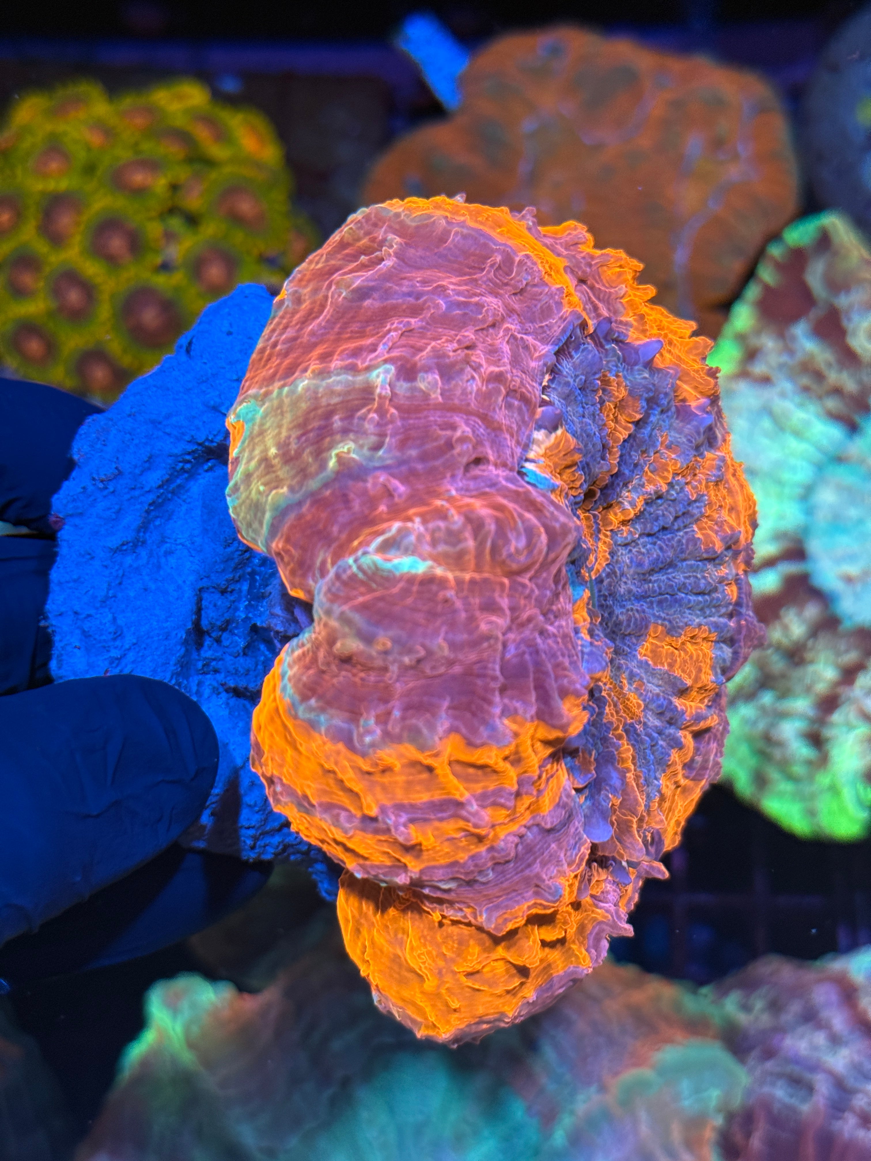 Rainbow Acanthophyllia Meat Coral XL Show Piece 4 Colors