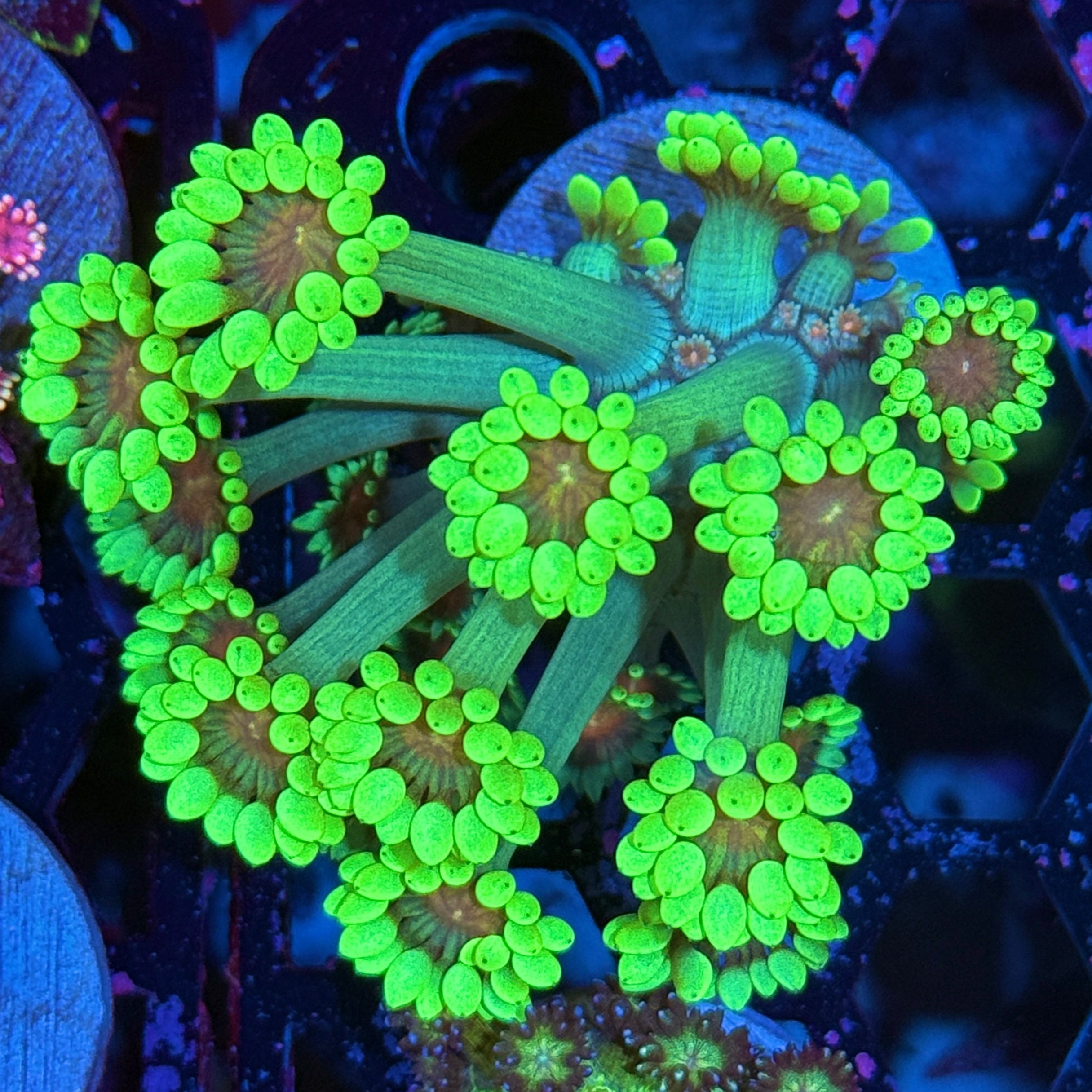 JEA Watermelon Blast Goniopora Coral XL Frag