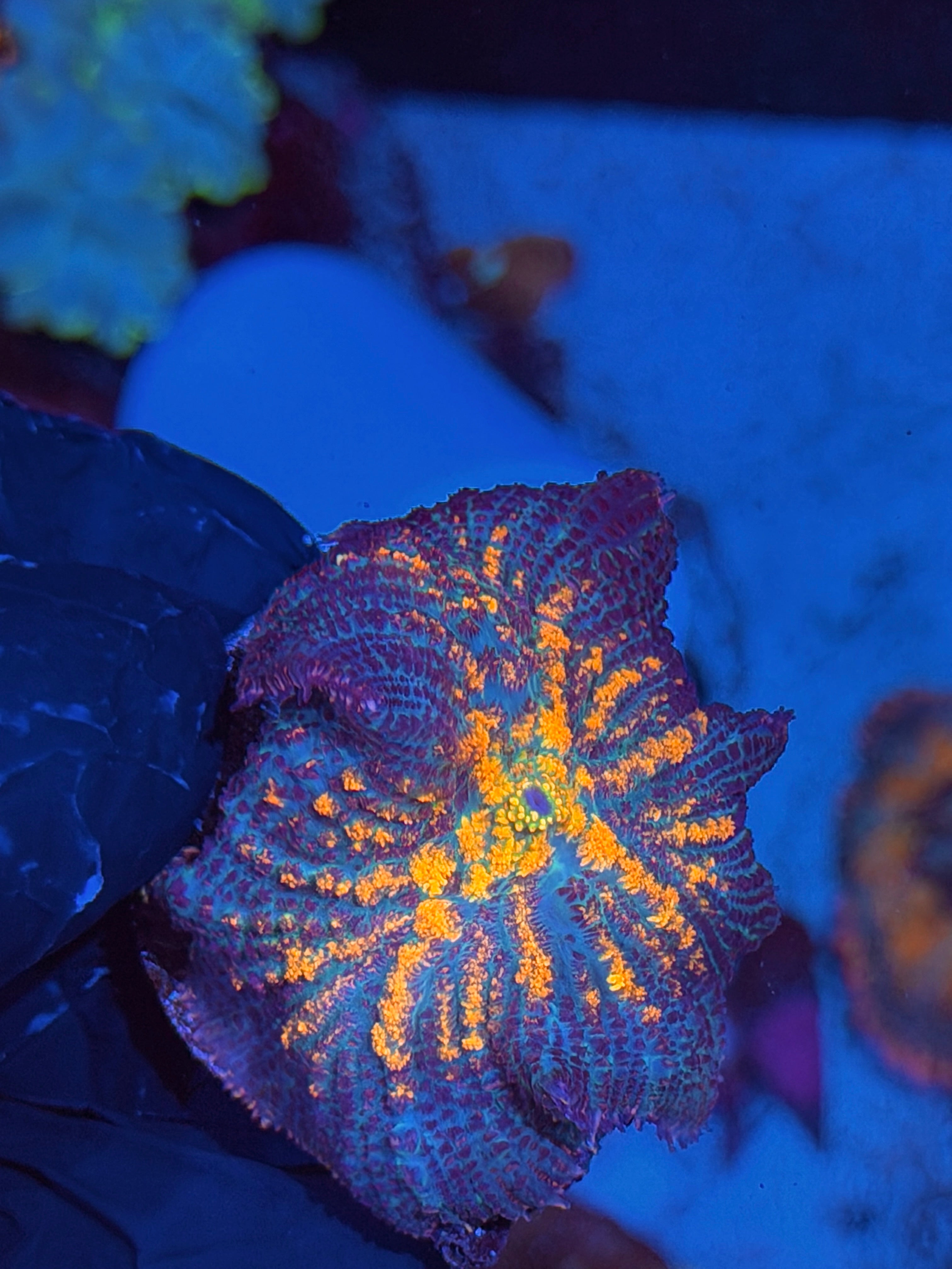 JEA The Thing Mushroom Coral XL