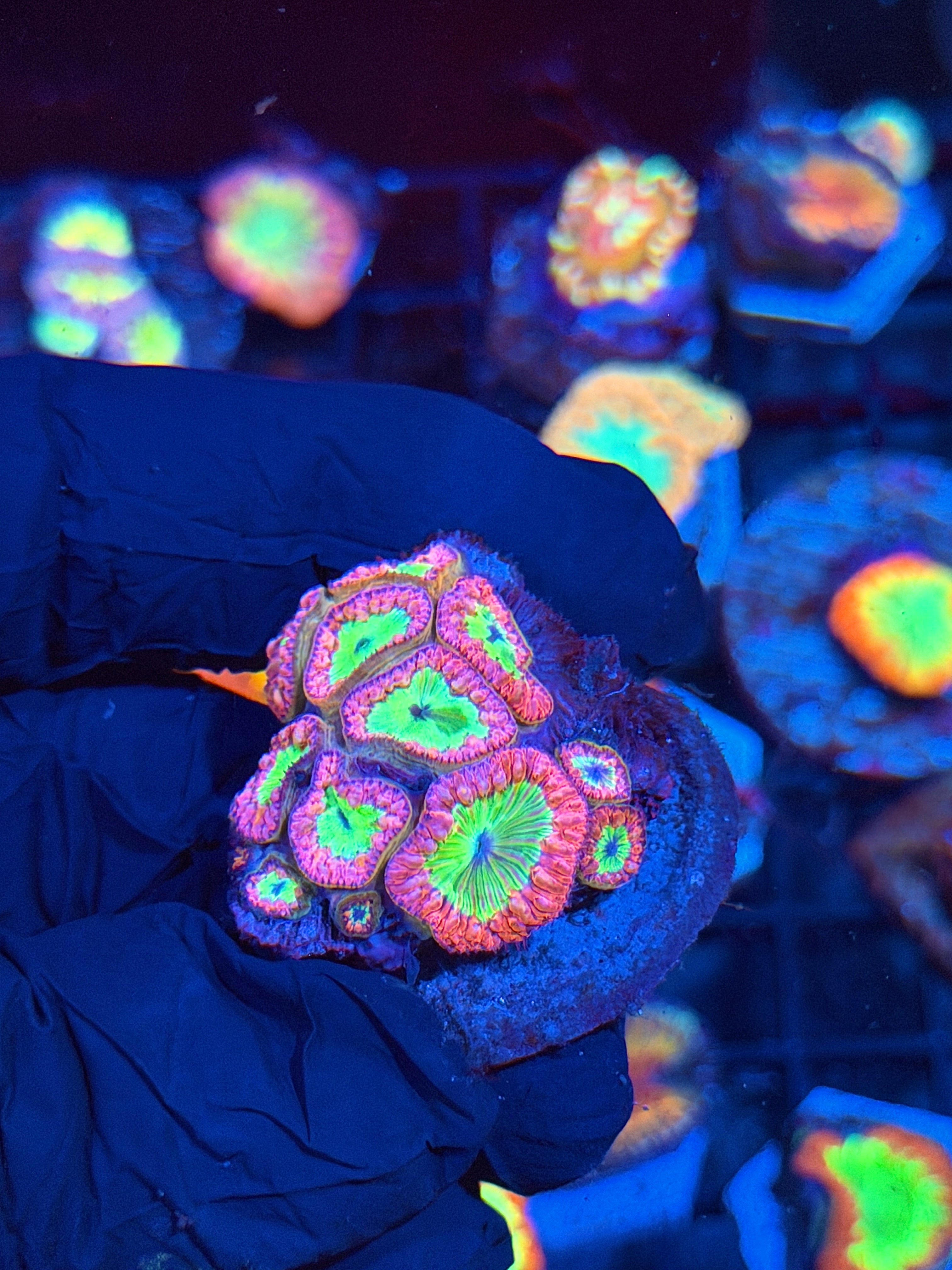 JEA Strawberry Lemonade Blastomussa Coral Colony 10+ Heads