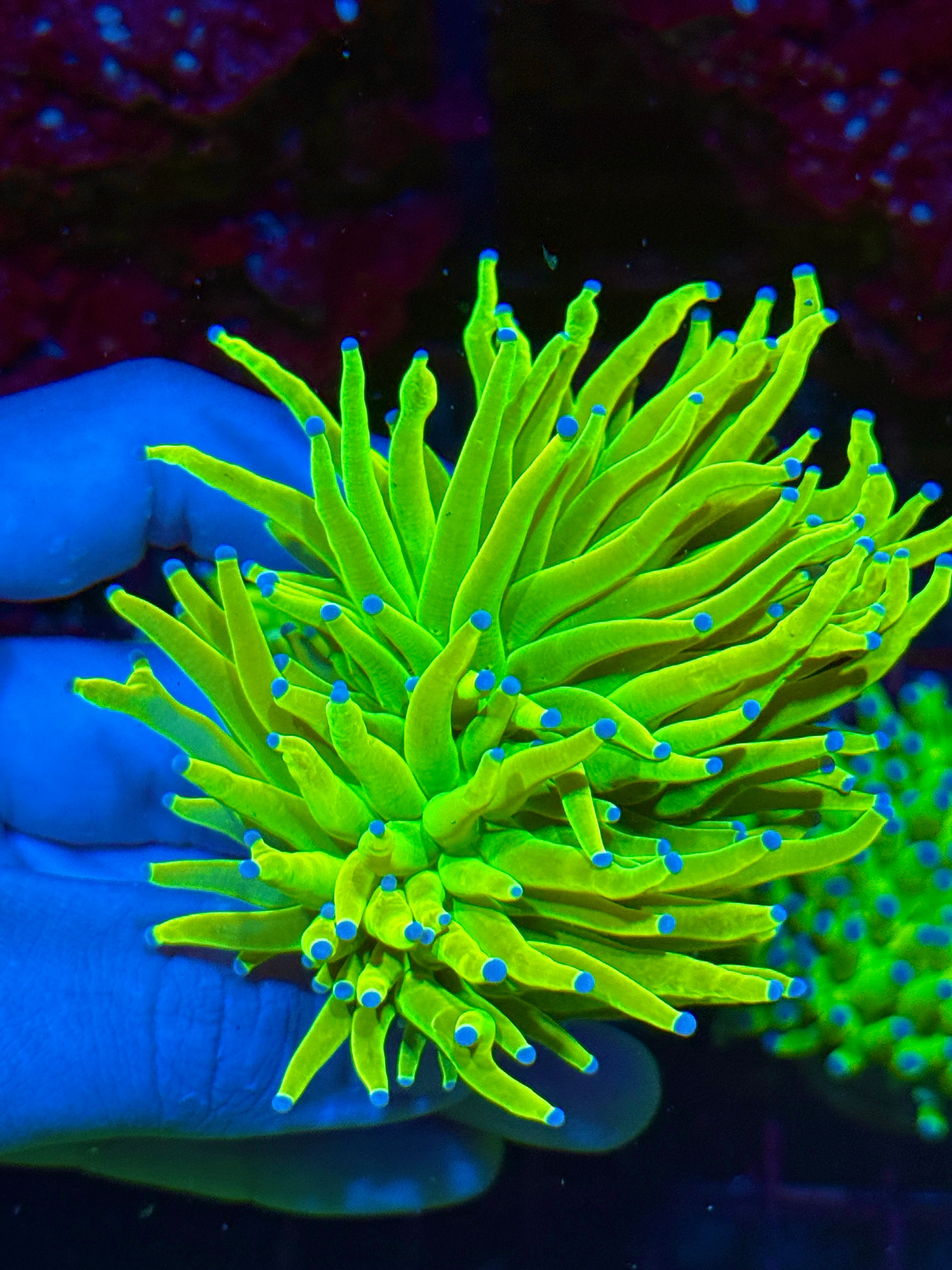 JEA Holy Grail Torch Coral 2 XL Heads 10/5