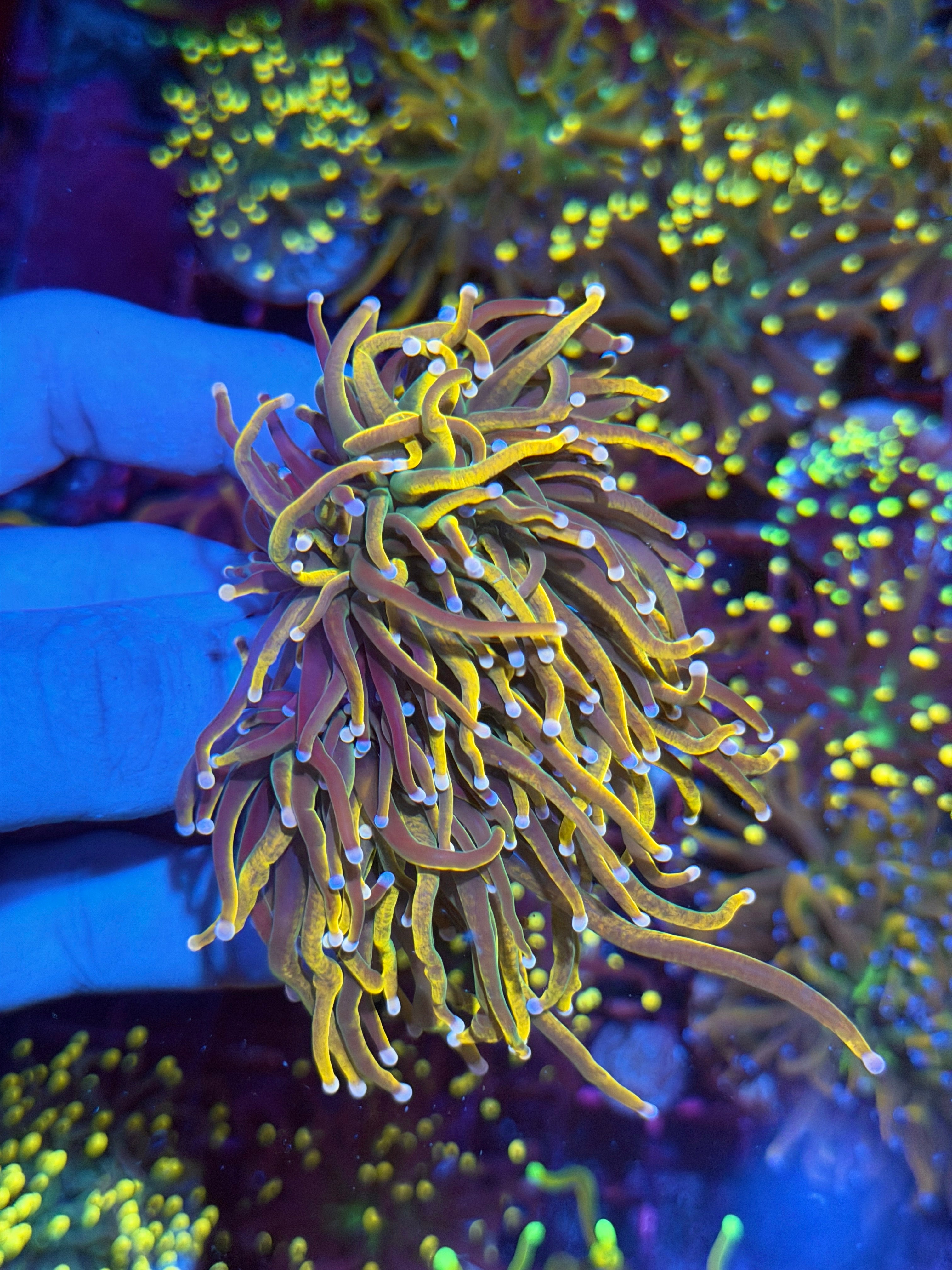 JEA Rapunzel Torch Coral Dual Tips 3 Heads Splitting XXL 5/16