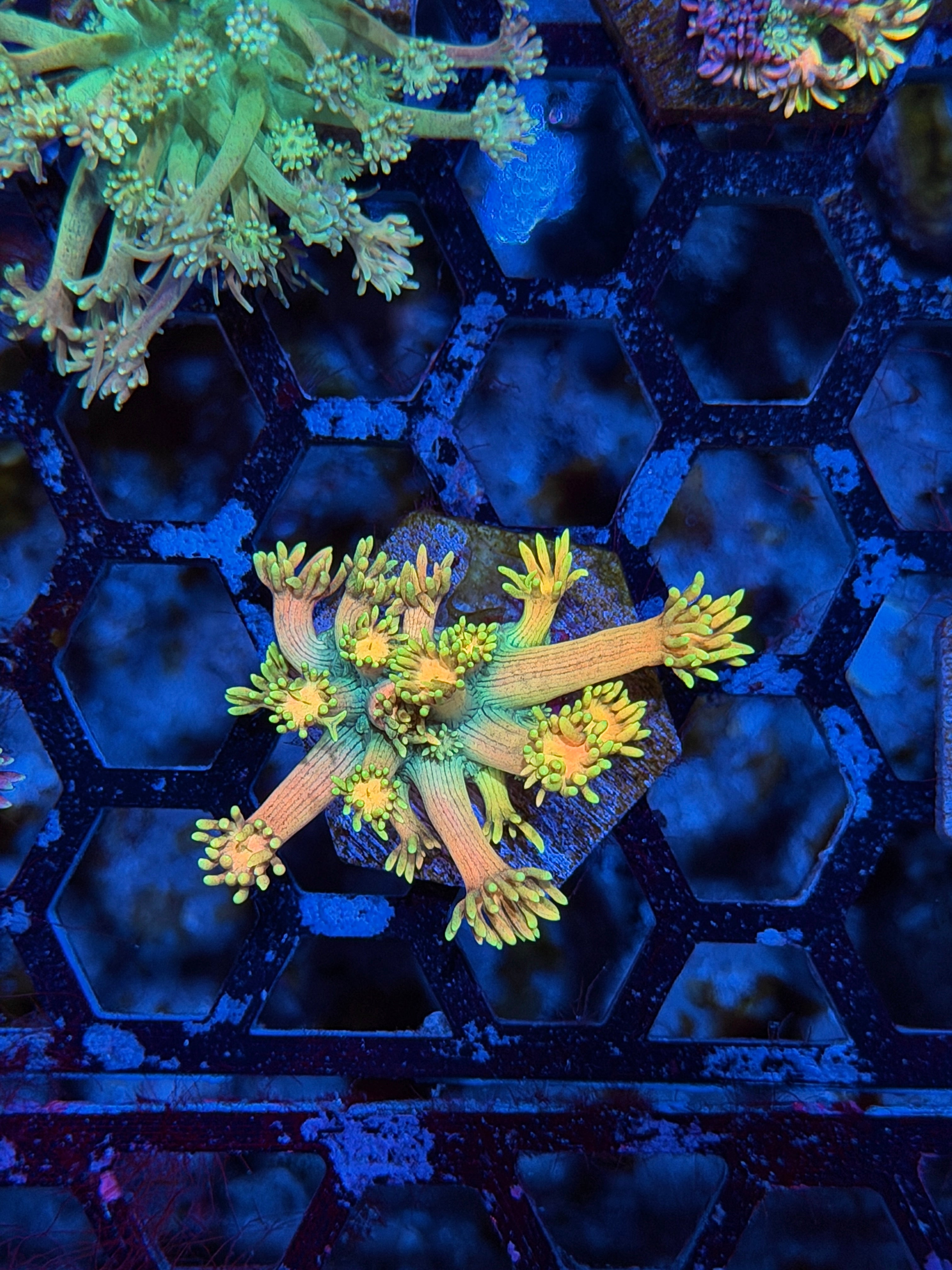 JEA Banana Split Goniopora Coral *New Release* 8/7