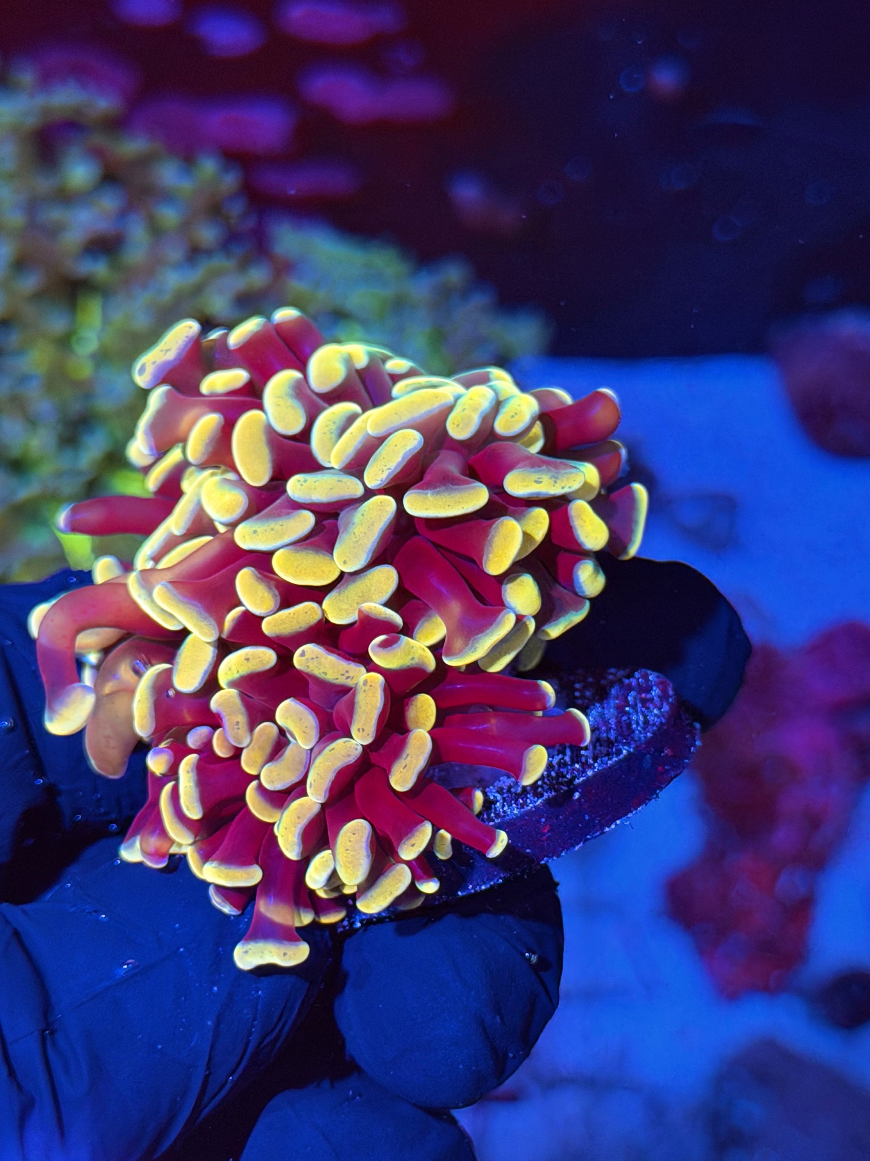 JEA Orange Fusion Hammer Coral 3 Heads XXL