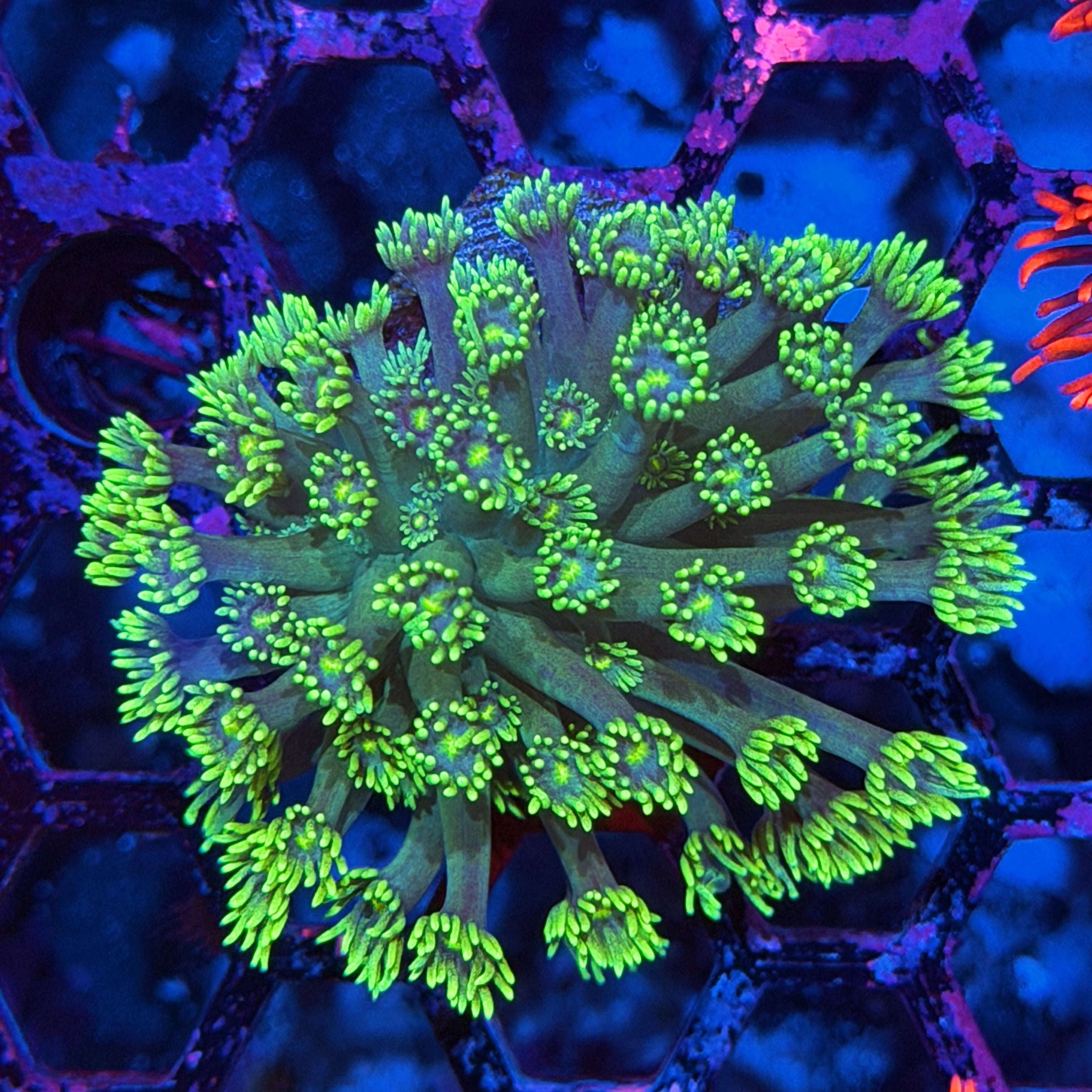 JEA Zombie Breath Goniopora Coral 6/4