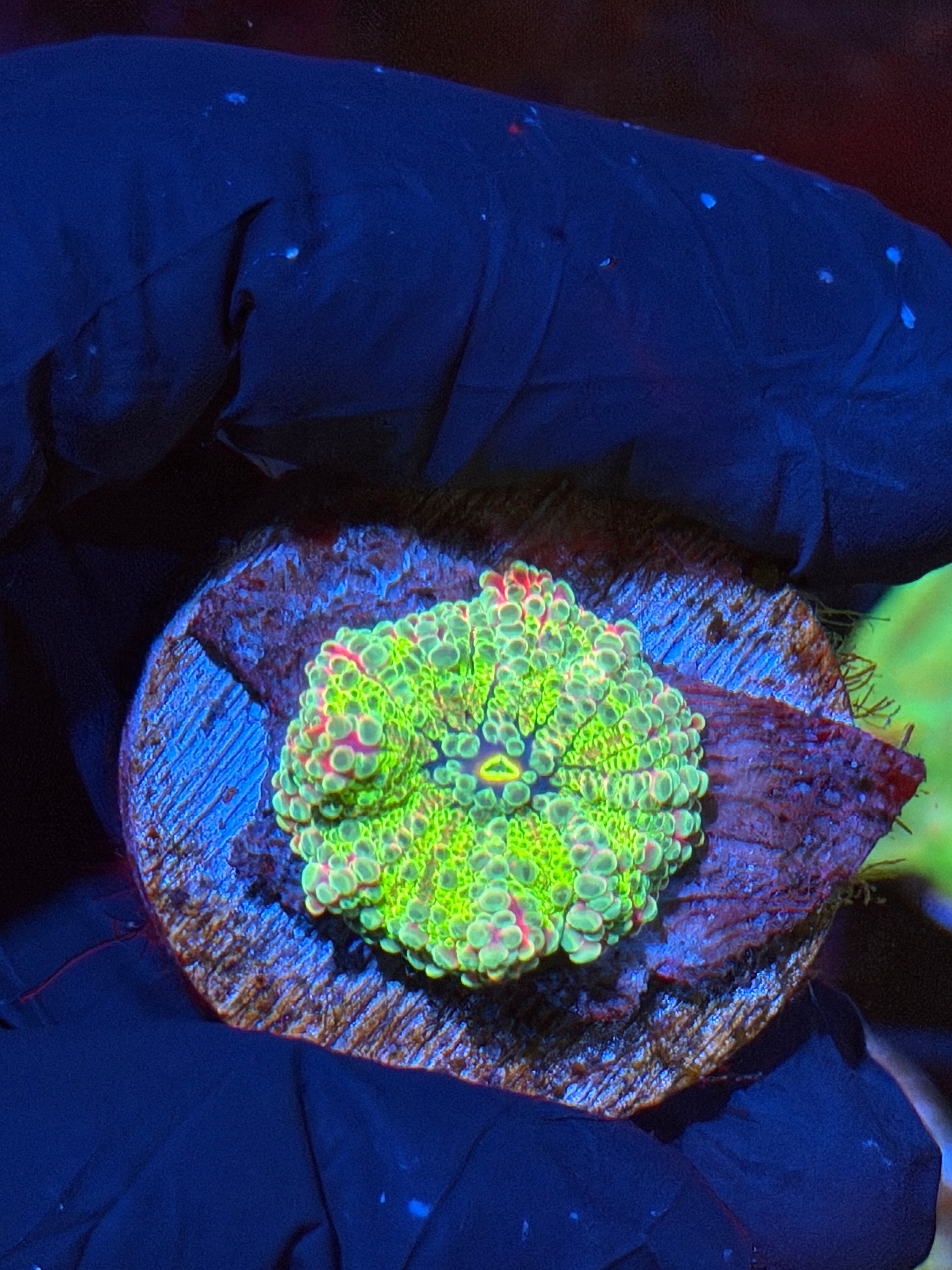 JEA Nuclear Warhead Yuma Mushroom Coral 9/5