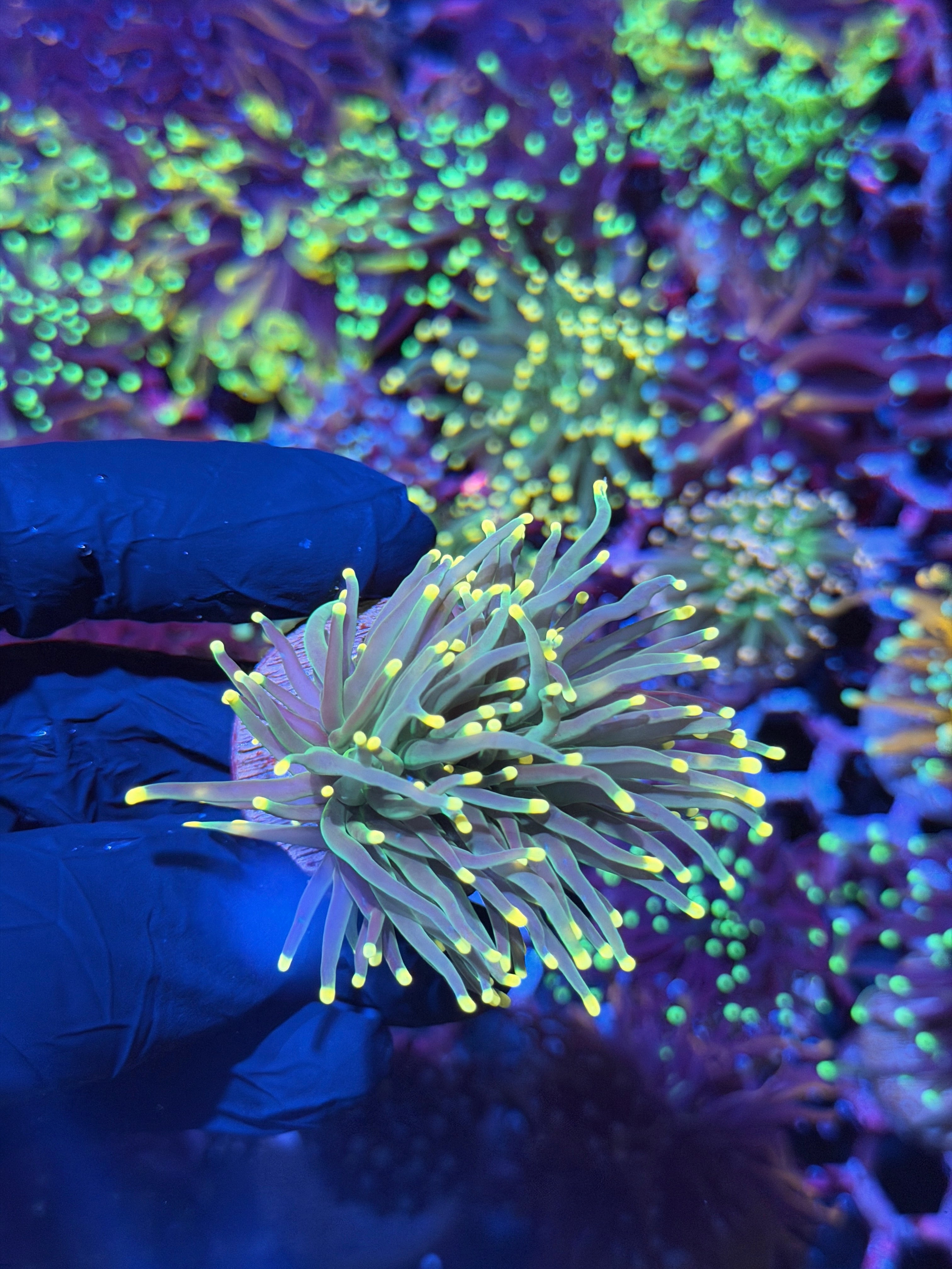 JEA Lemon Drop Torch Coral 2 Heads Splitting
