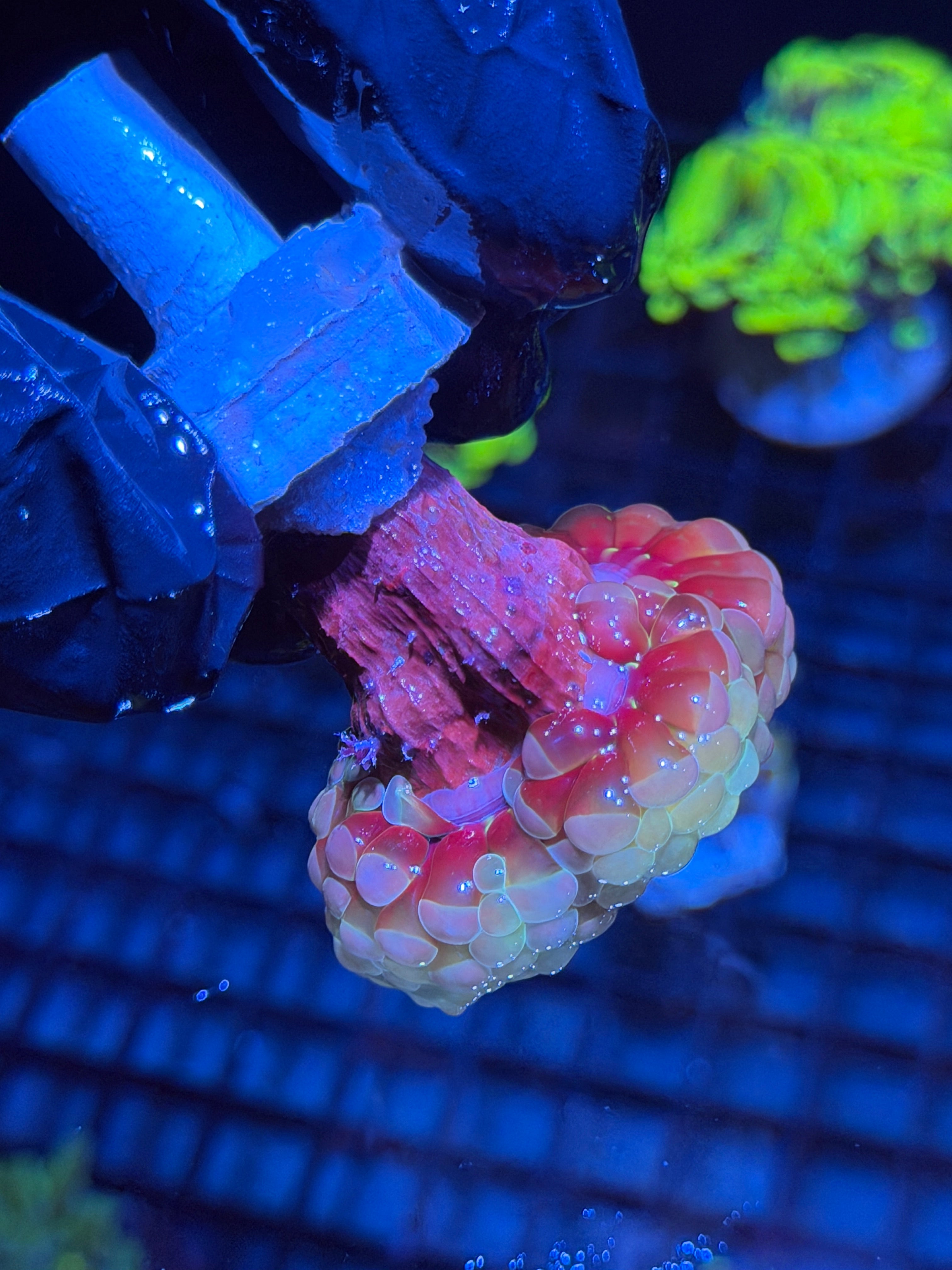 JEA Thors Hammer Coral 2 Heads Splitting XL 6/4