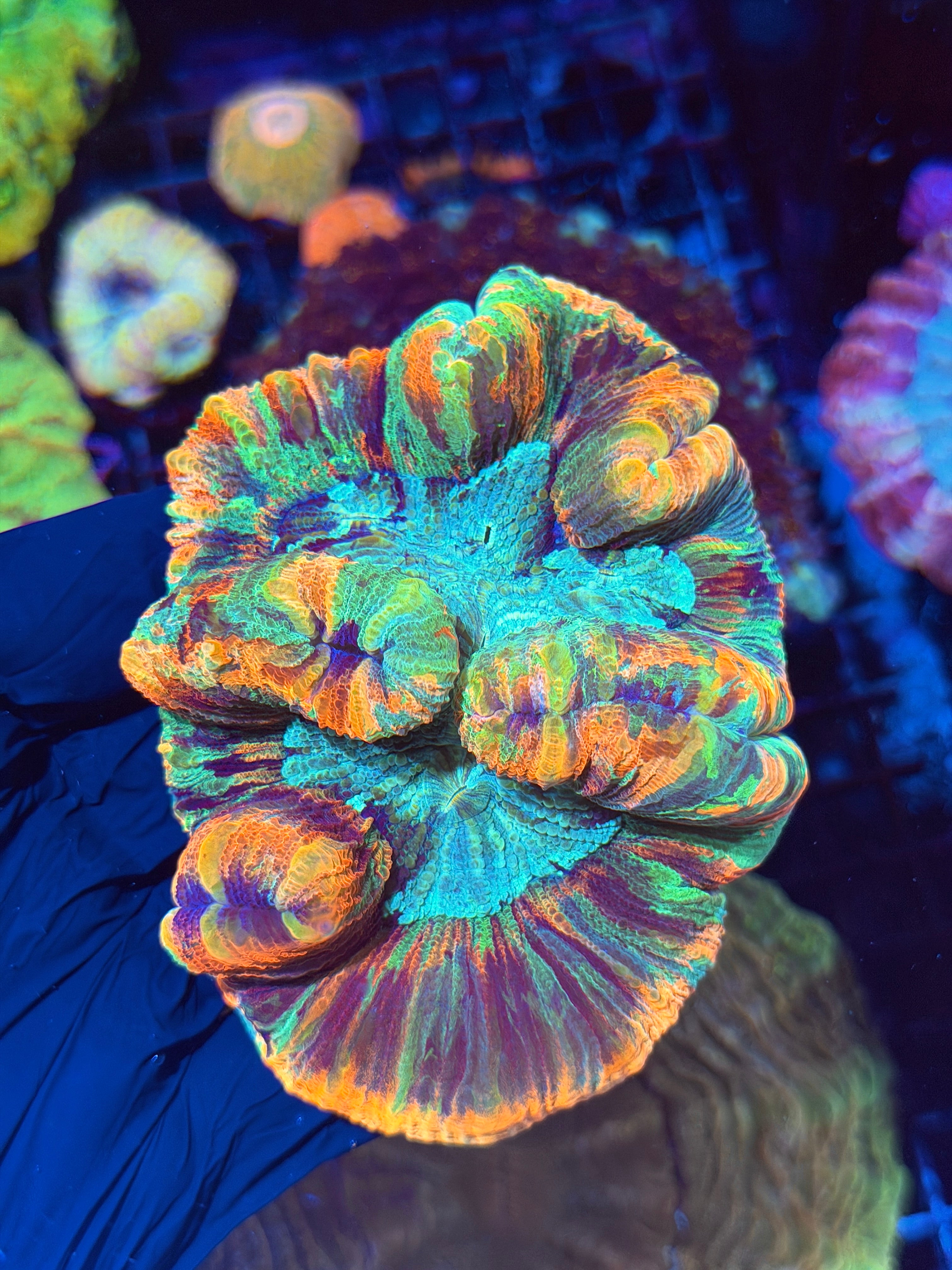 Striped Rainbow Trachyphyllia Meat Coral Bright XL