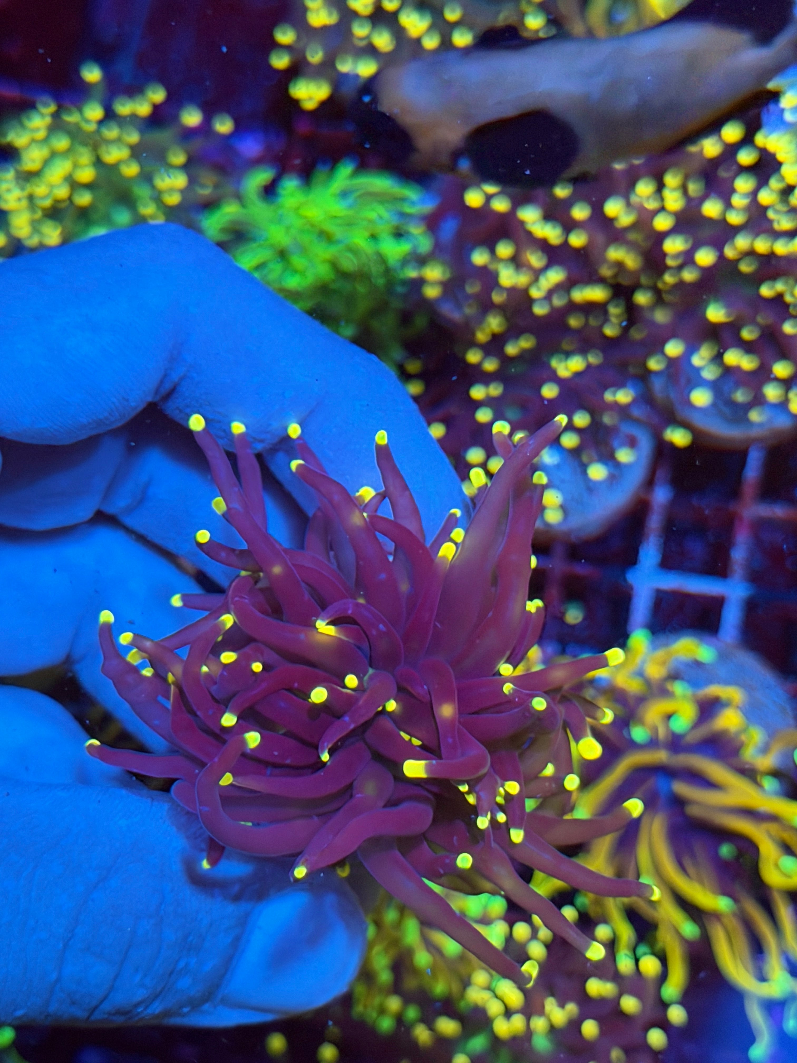 JEA Joker Torch Coral 2 Heads Splitting XL