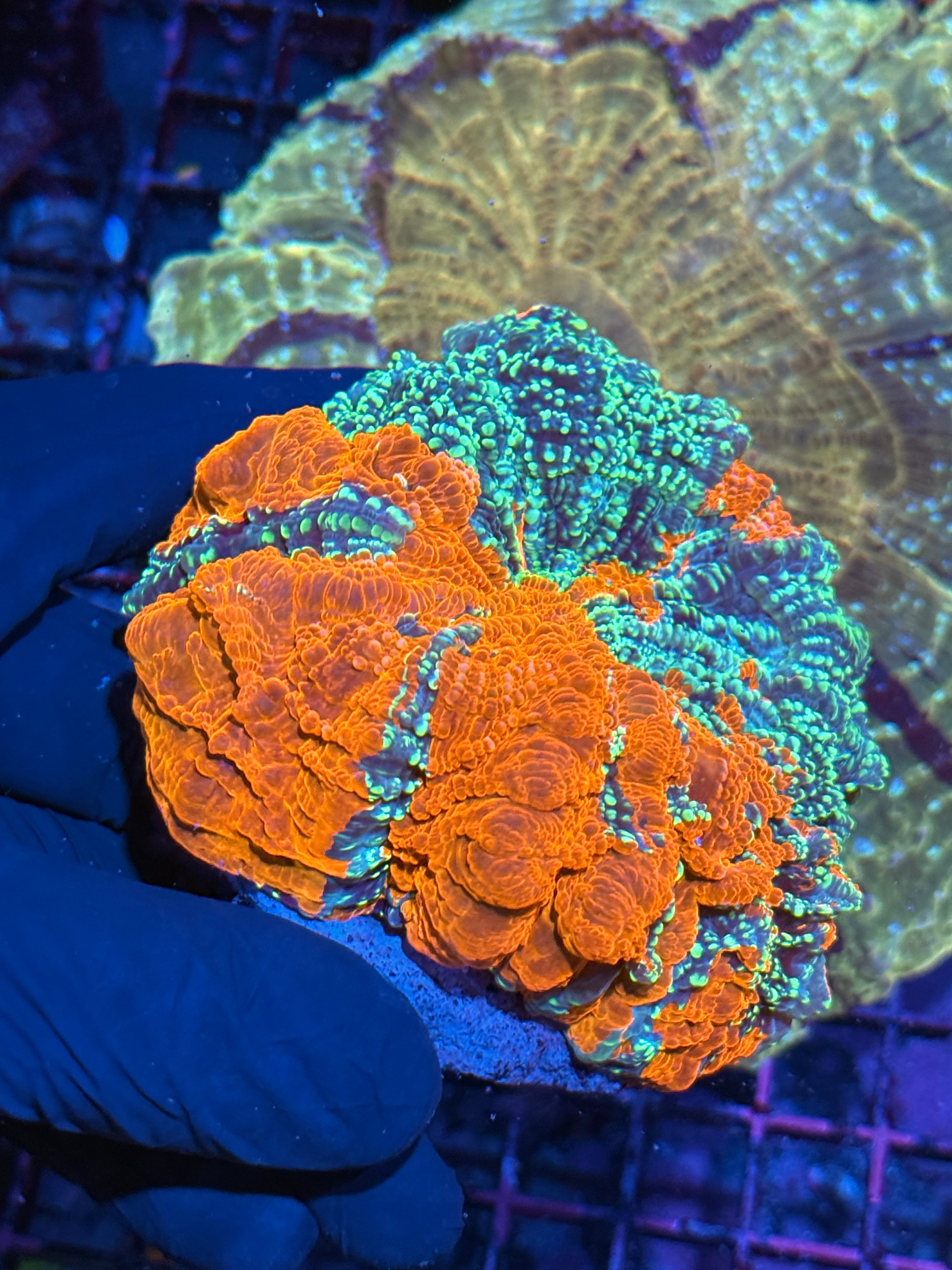 Insanely Bright Glitter Acanthophyllia Meat Coral