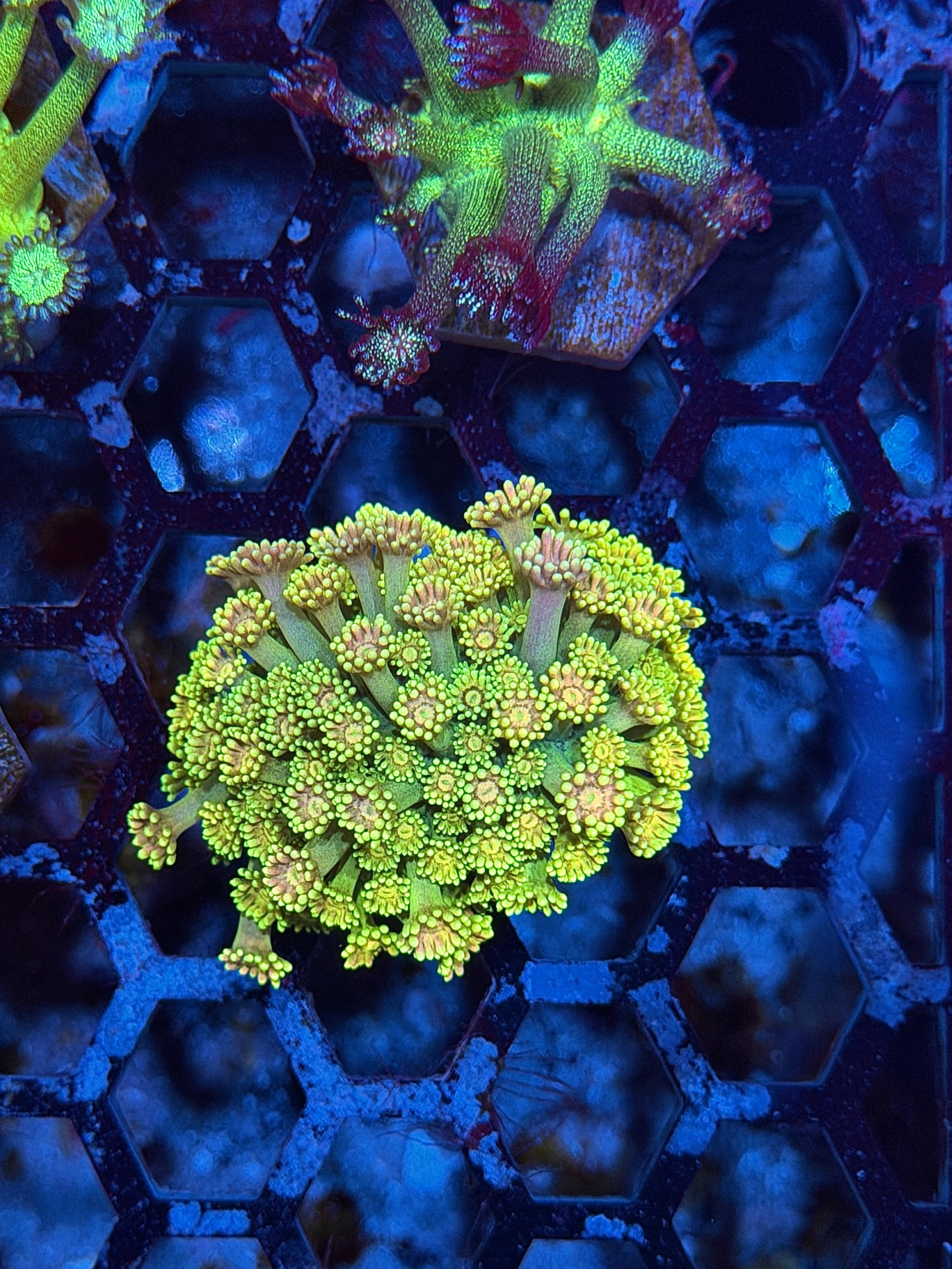 JEA Candyland Goniopora Coral Colony XL *New Release* 8/7