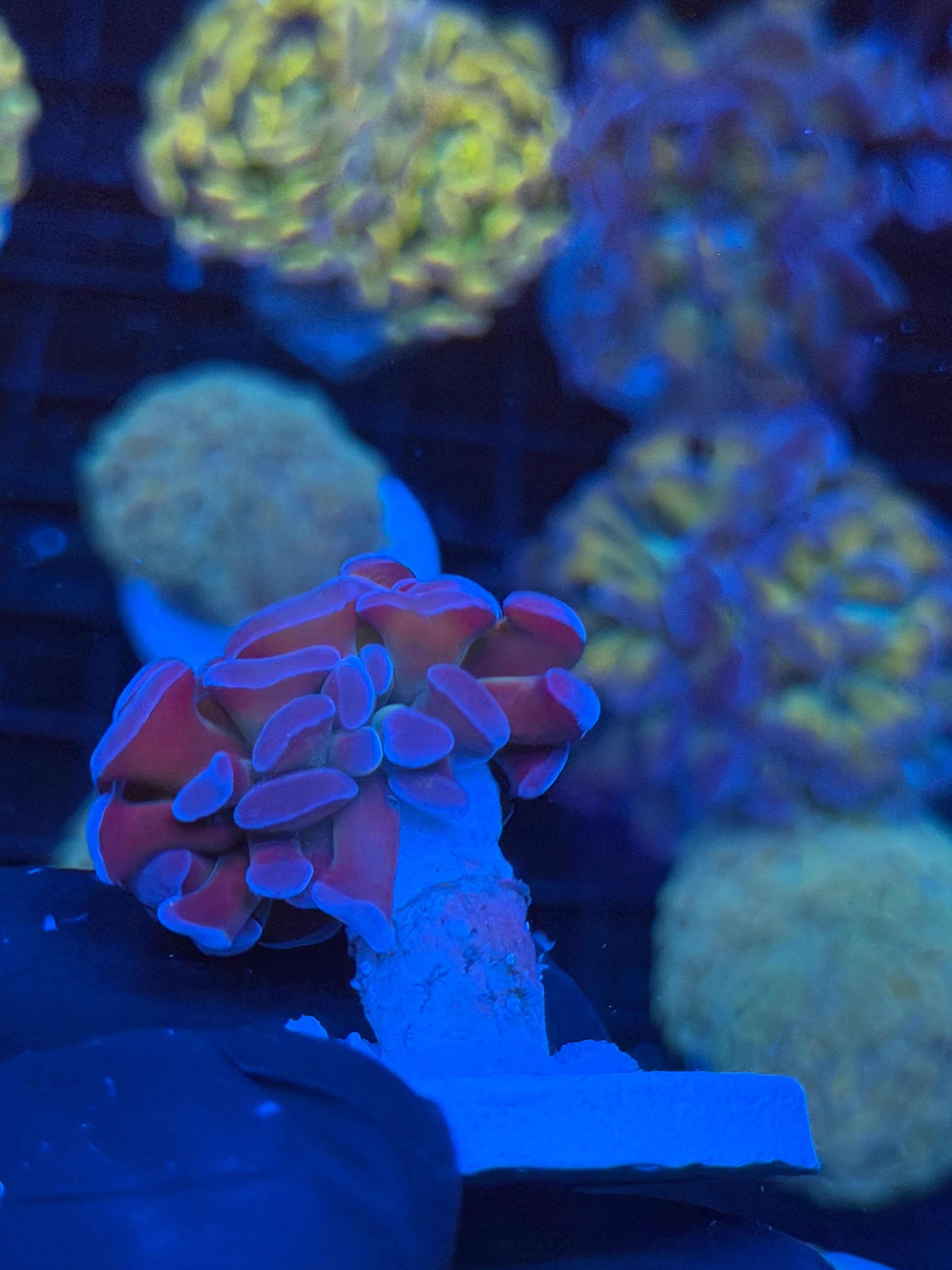 JEA 24K Hammer Coral 1 XL Head 9/6