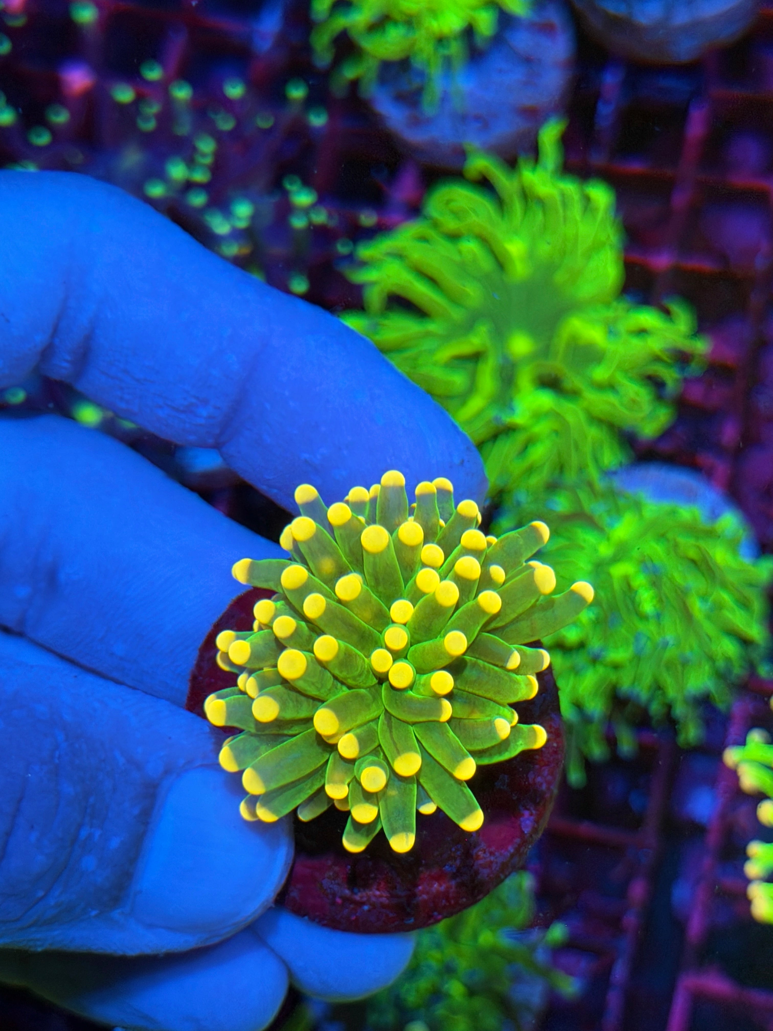JEA Jellybean Tiger Torch Coral 1 XL Head