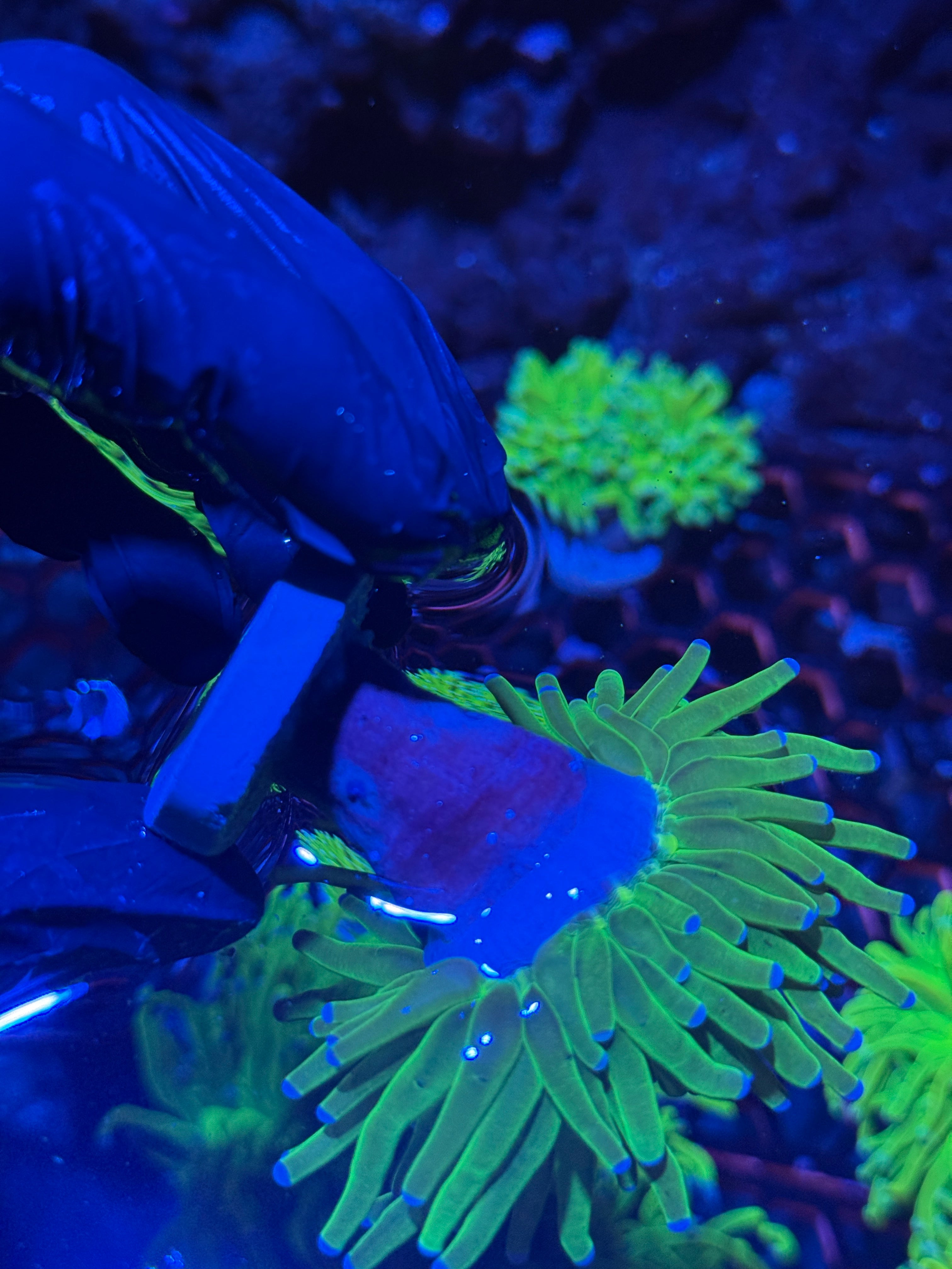 JEA Drama Queen Holy Grail Torch Coral