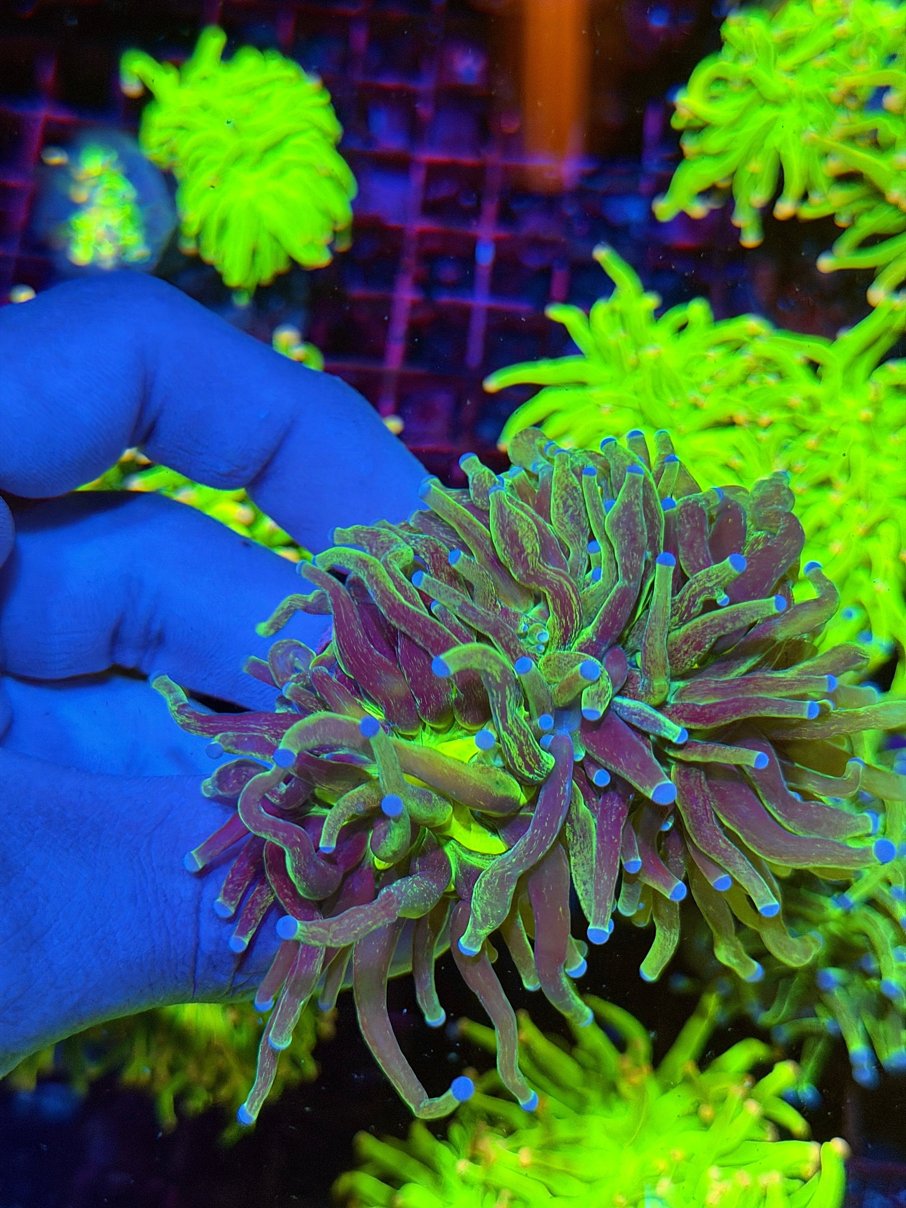 JEA Grafted Holy Grail Torch Coral 2 Heads Splitting to 3 XXL