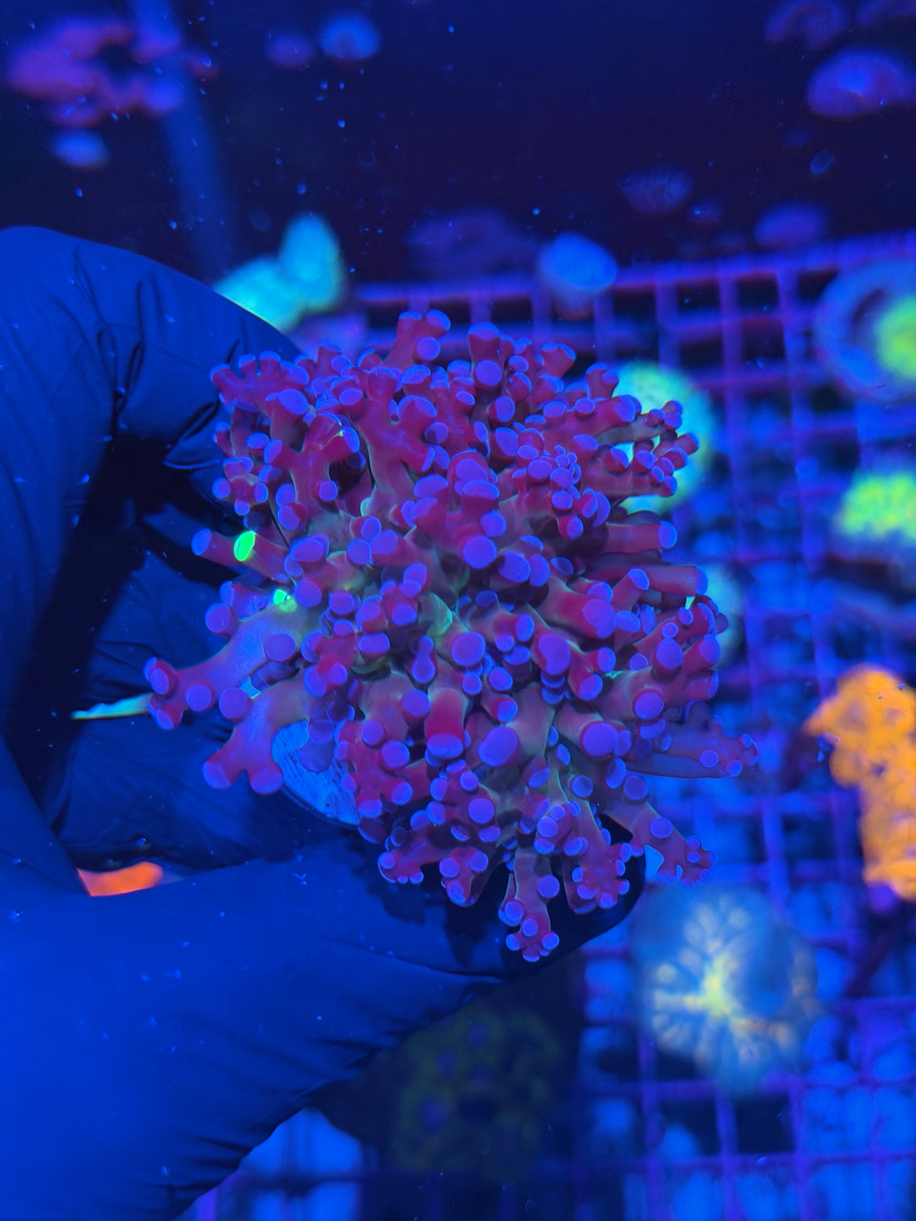 JEA Grafted Mardi Gras Frogspawn Coral 1 XXL Head Splitting to 2 7/10