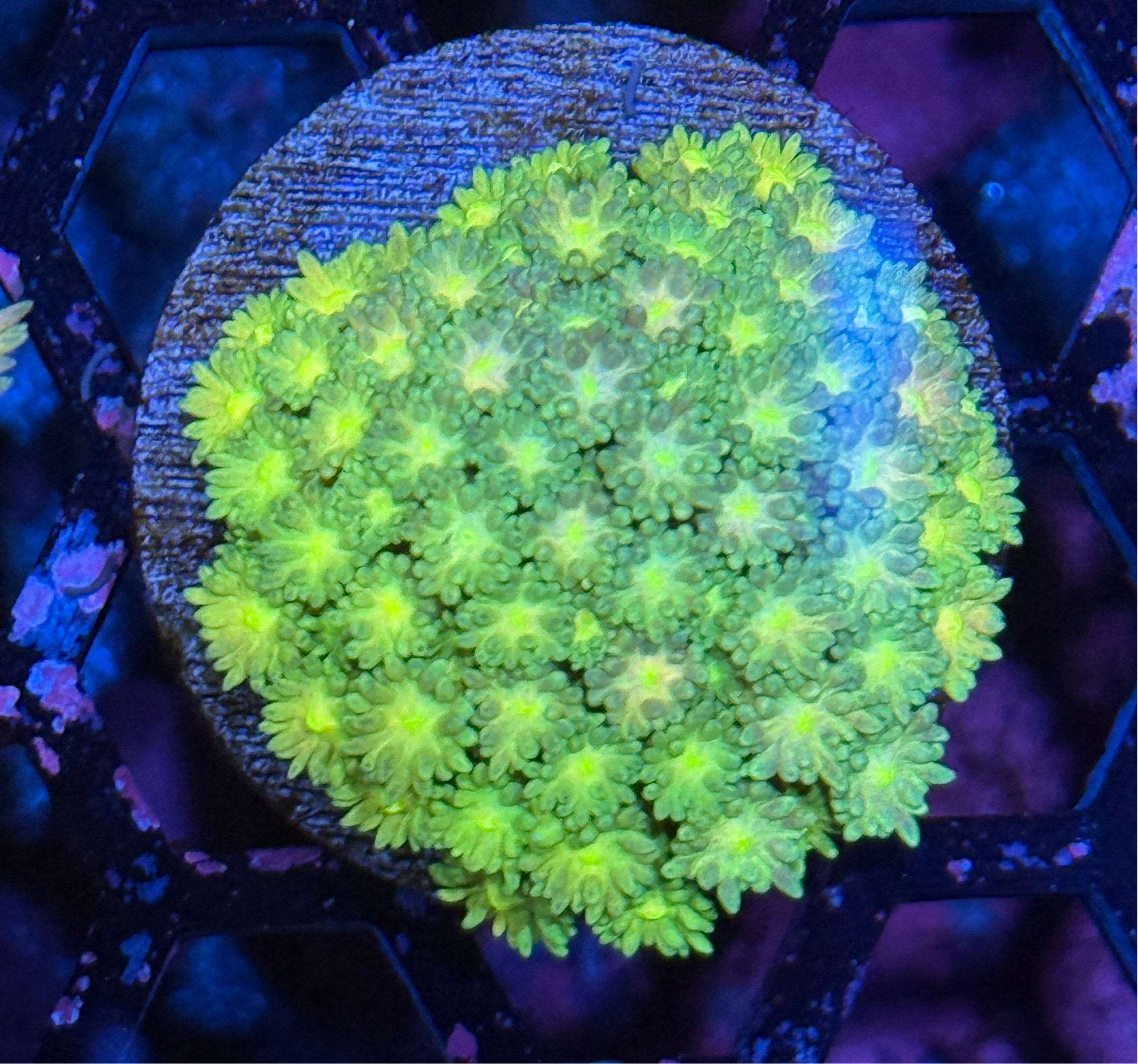 JEA Sprite Goniopora Coral XL Frag