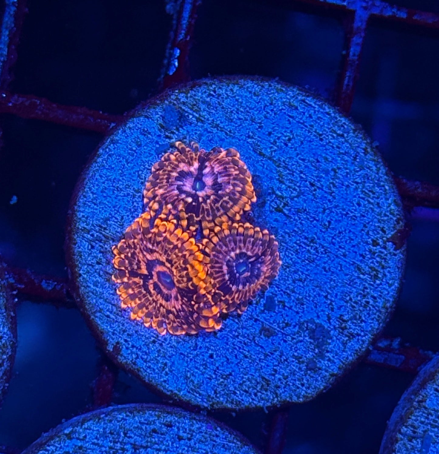 Jay's Exotic Coral Auctions