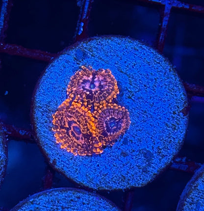 Jay's Exotic Coral Auctions