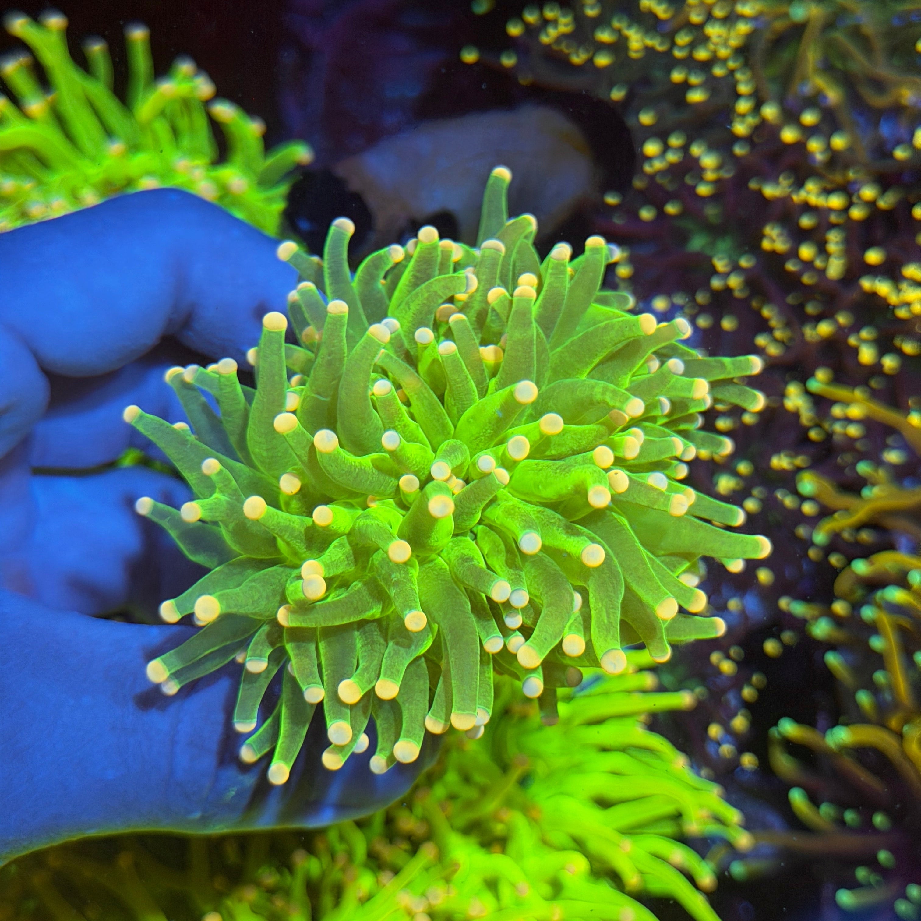 Jay's Exotic Corals