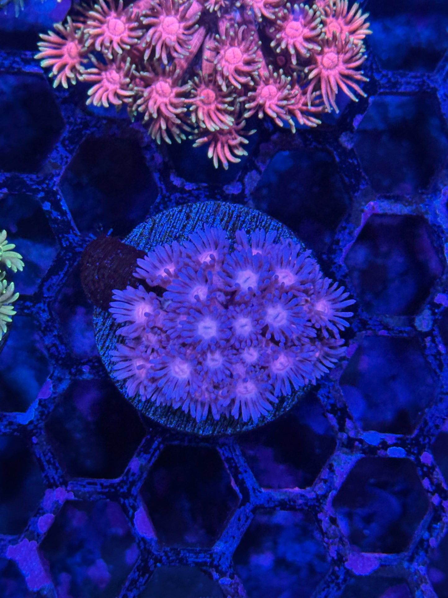Jay's Exotic Coral Auctions