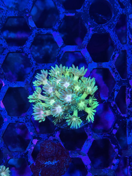 JEA Rainbow Icee Goniopora Coral