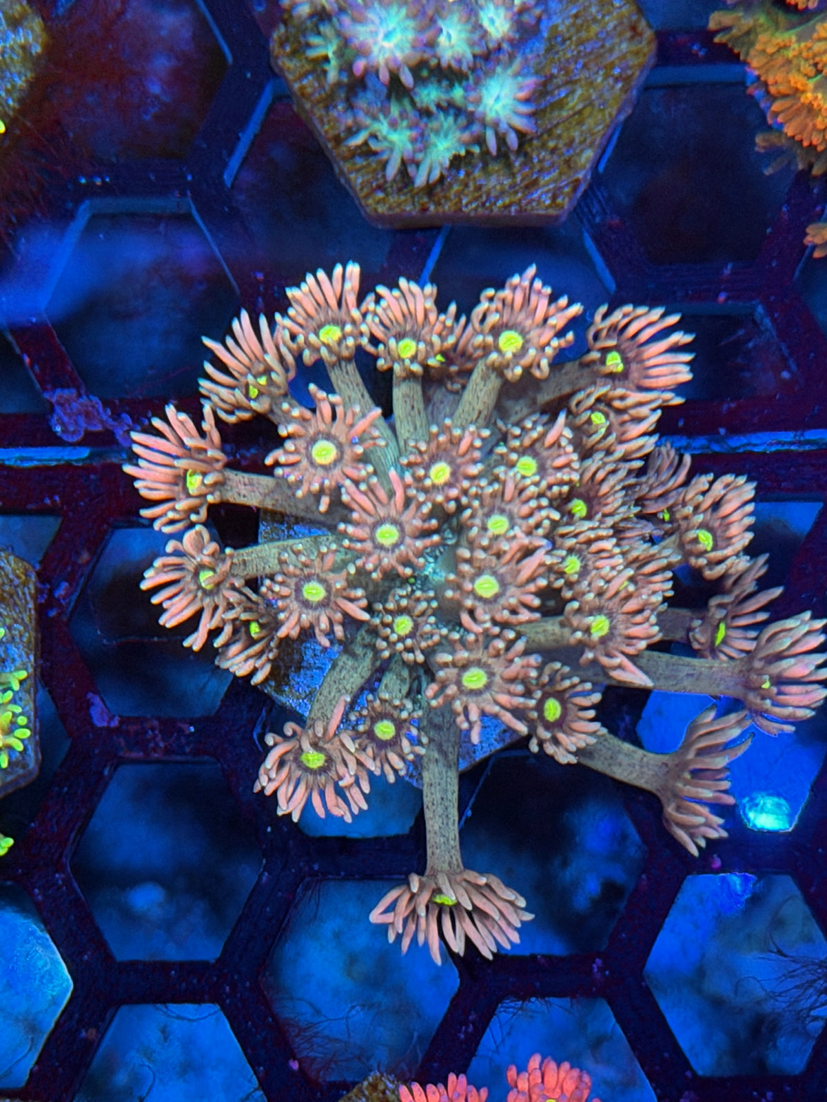JEA Ice Age Goniopora Coral