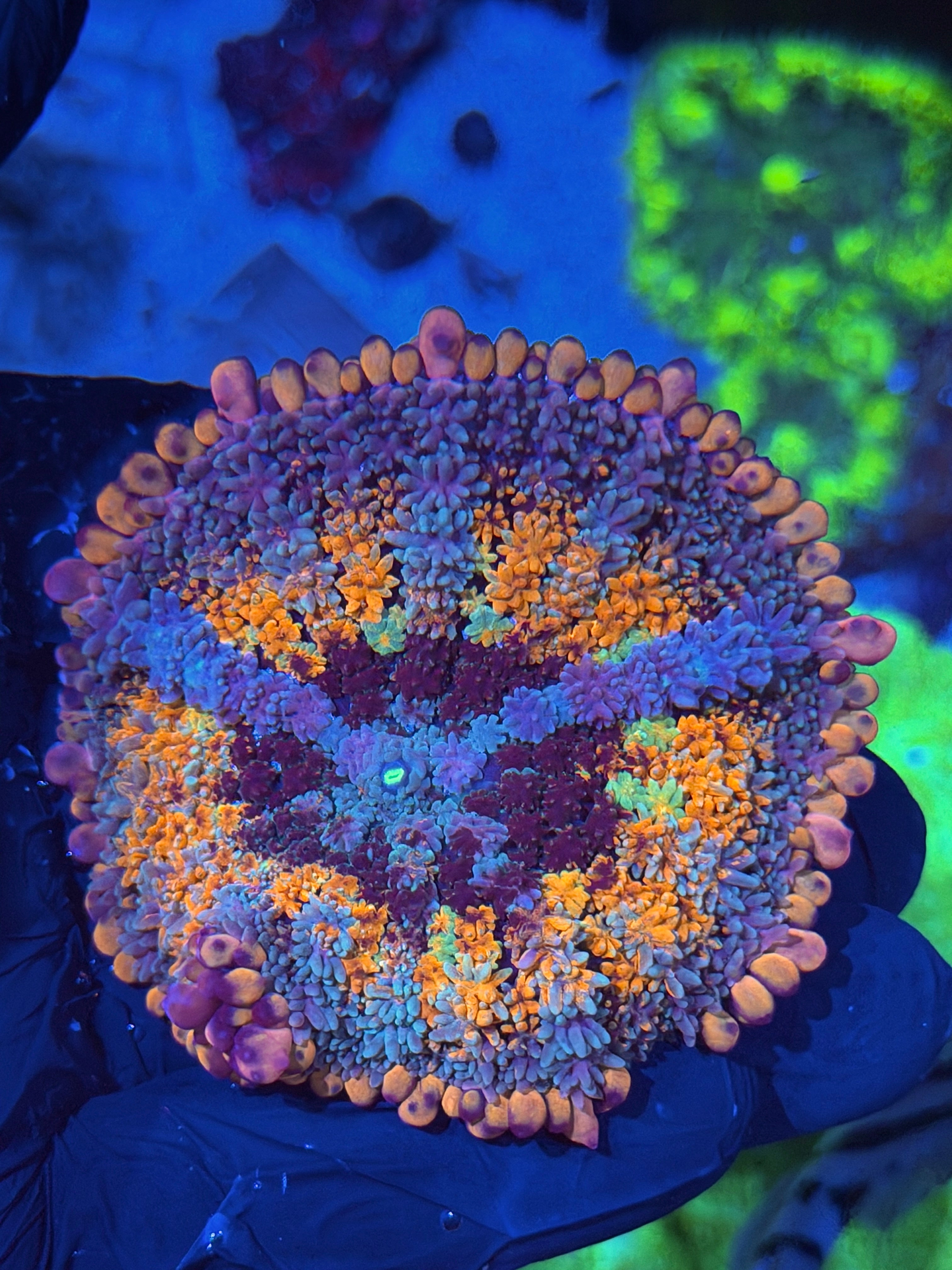 JEA Spellcaster Bounce Mushroom Coral XXXL