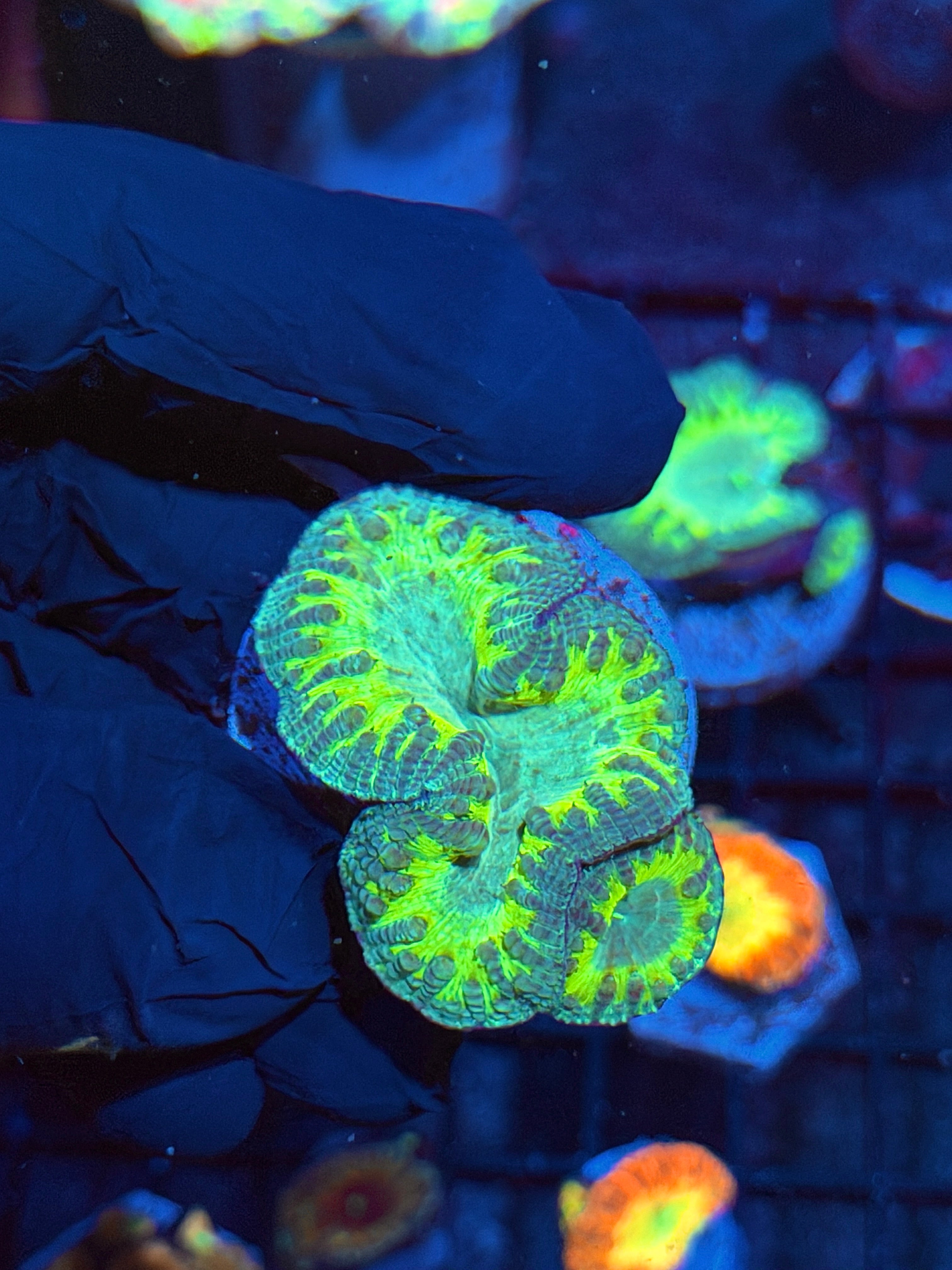 JEA Predator Blastomussa Coral 2 Heads Splitting Xl