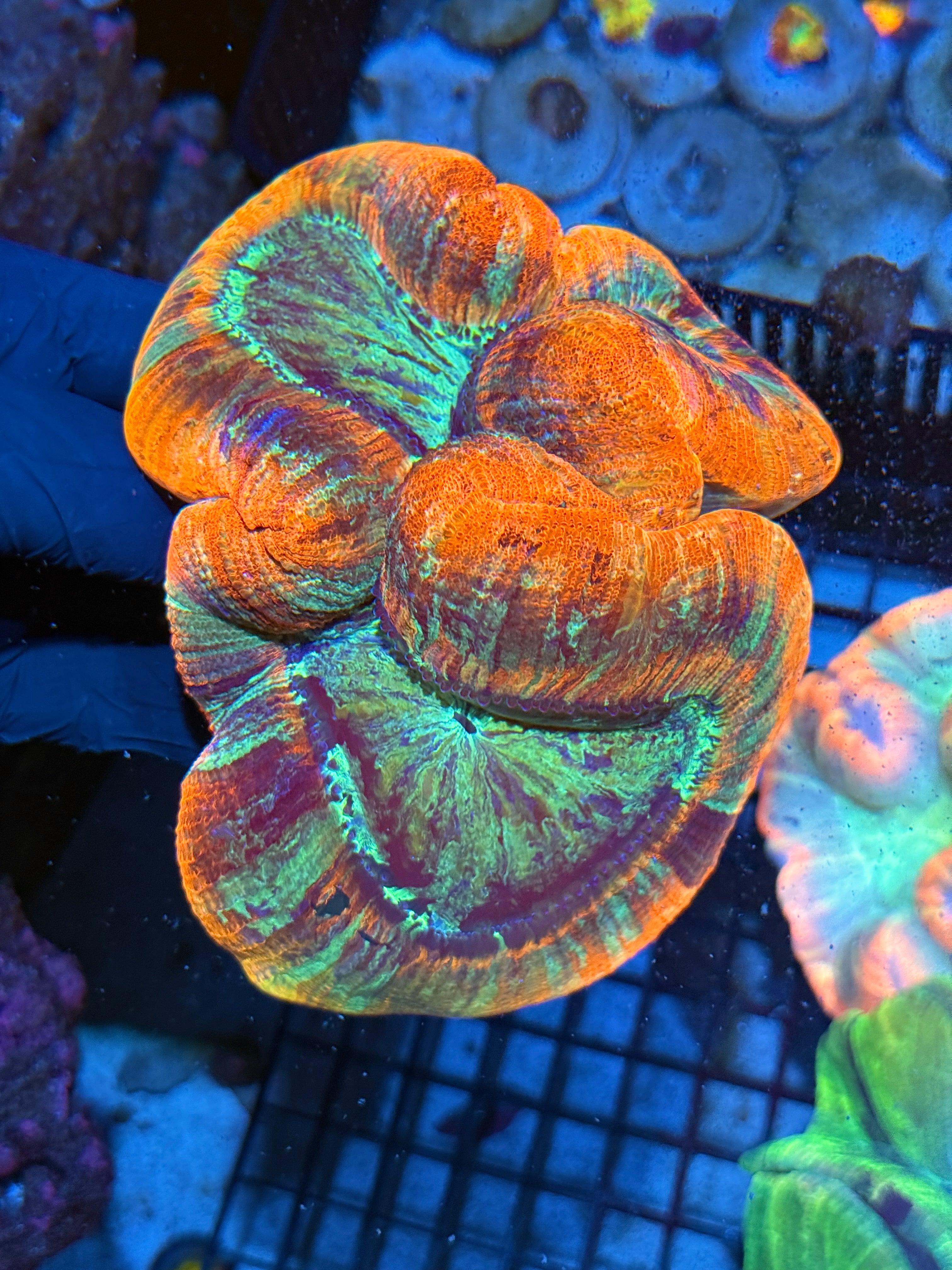 XL Trachyphyllia Wellso Meat Coral XXL Show Piece