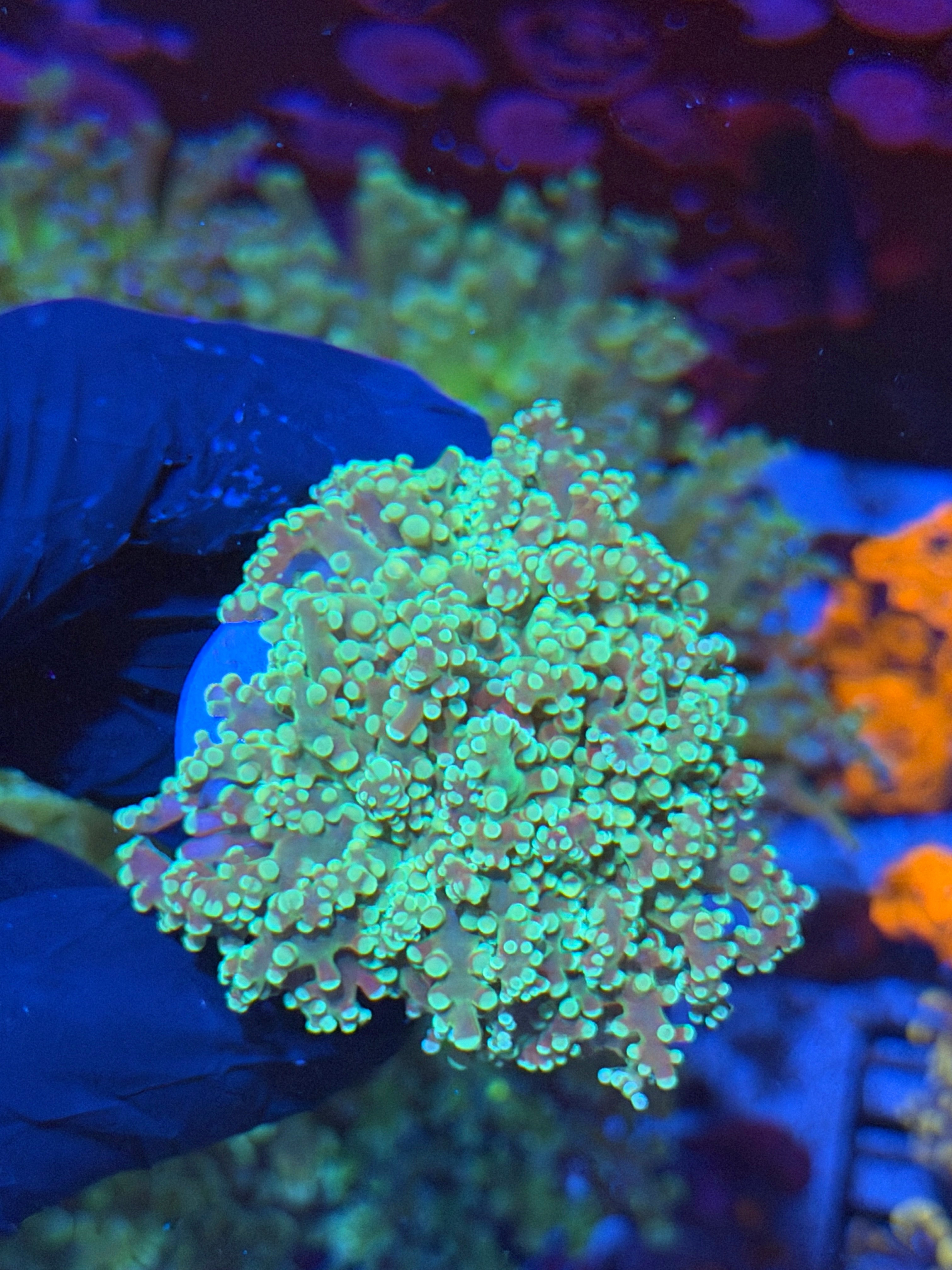 JEA Sour Apple Frogspawn Coral 2 Heads Splitting XL 7/15