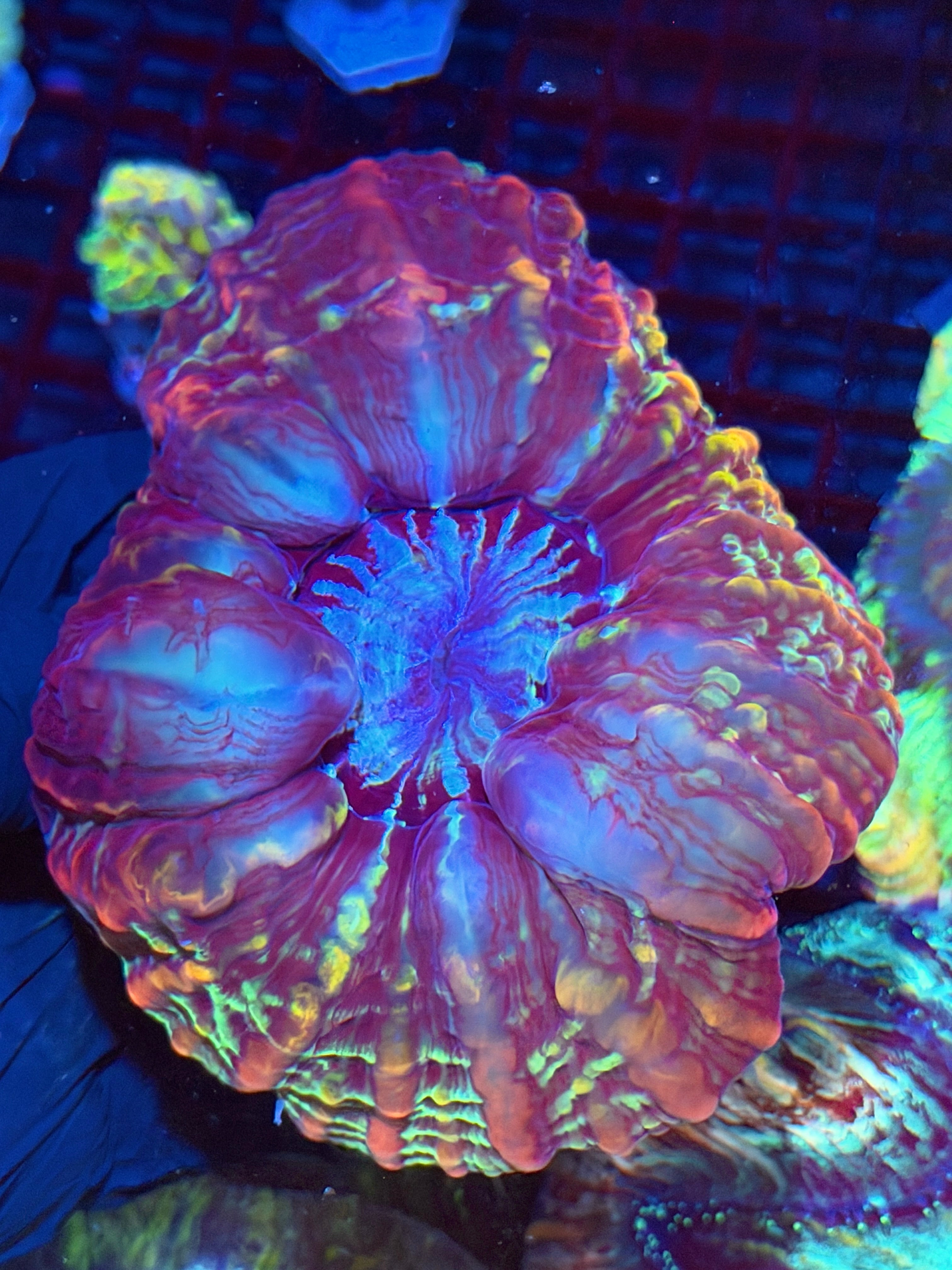 Multi Color Indophyllia Meat Coral XXL