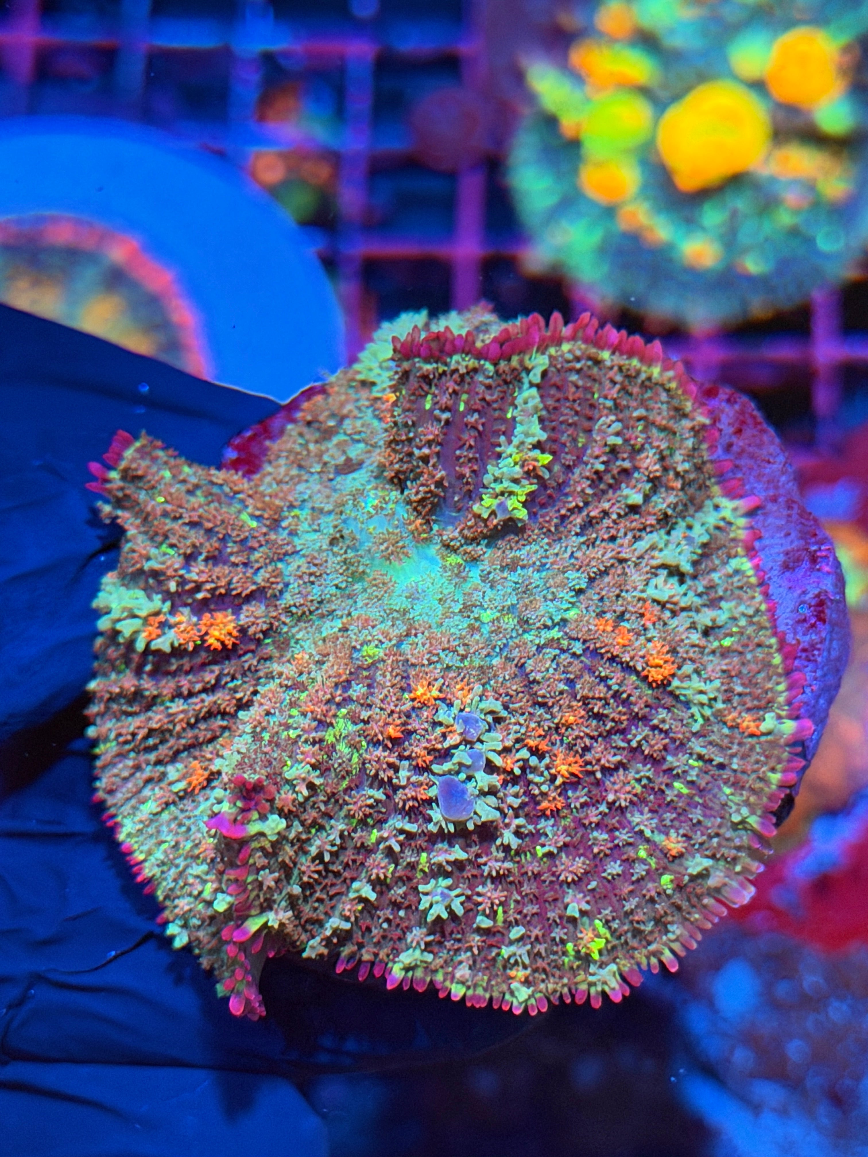 JEA Bonfire Bounce Mushroom Coral XXL 2/25