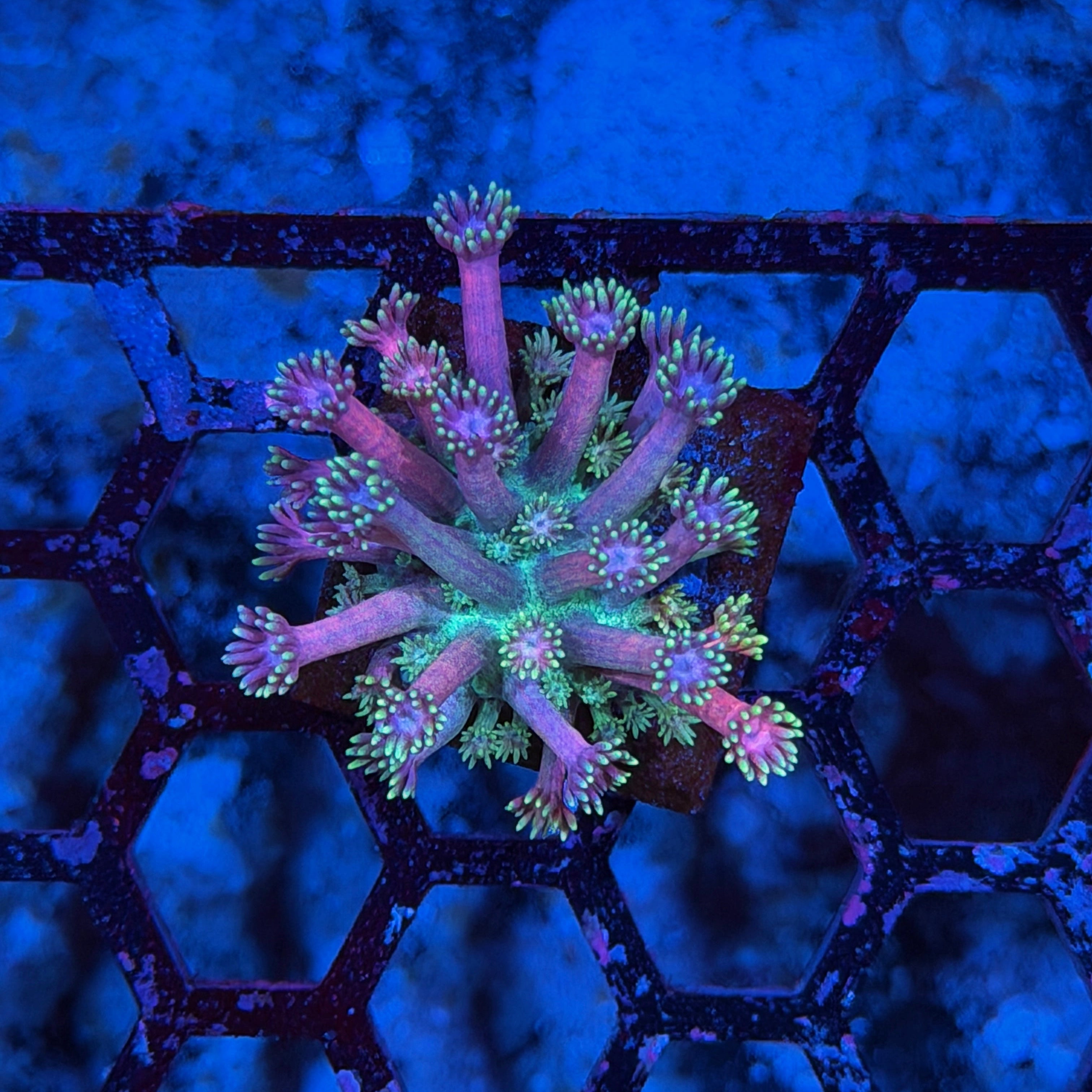 Jay's Exotic Corals