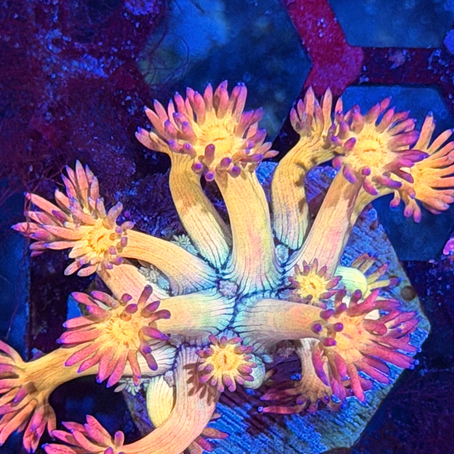 JEA Phantom Force Goniopora Coral *New Release*. 7/22