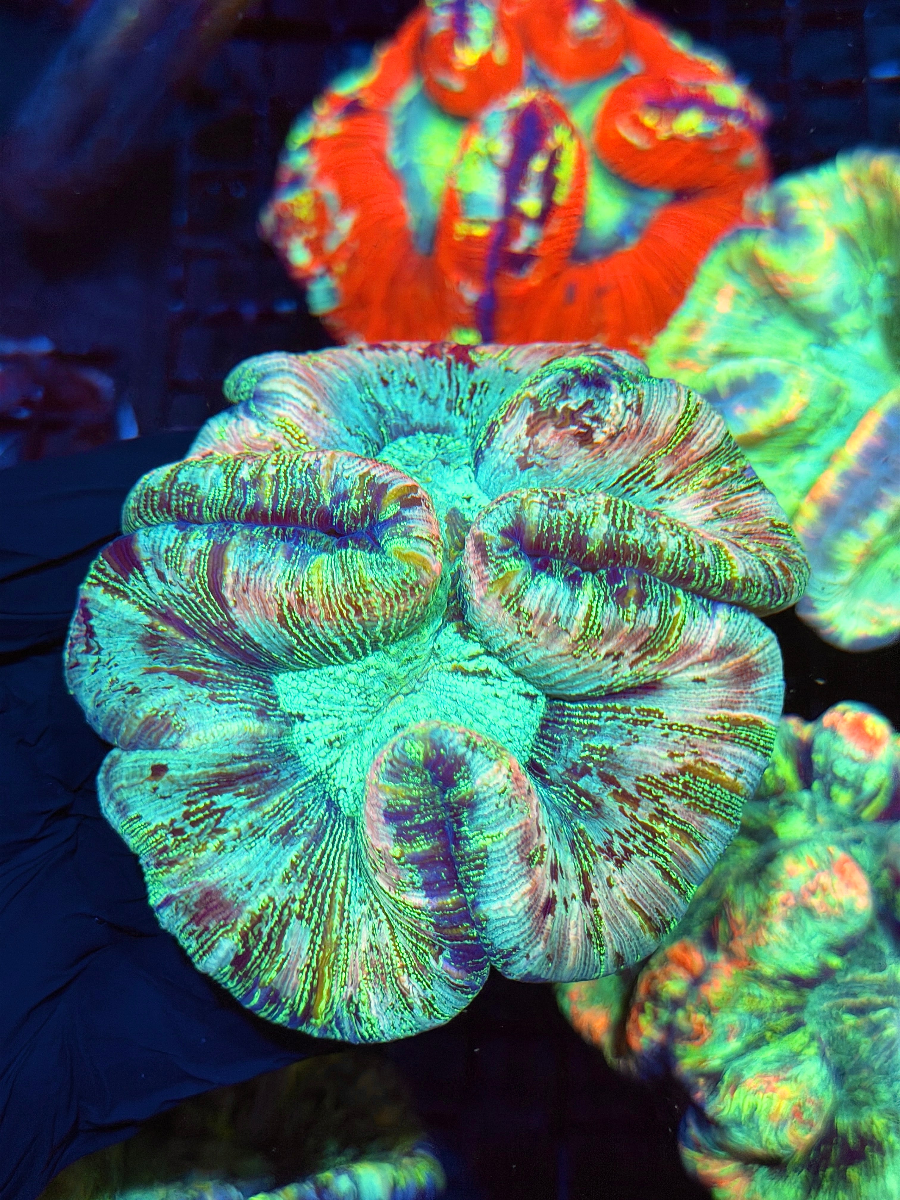Insane Holographic Trachyphyllia Meat Coral XXL