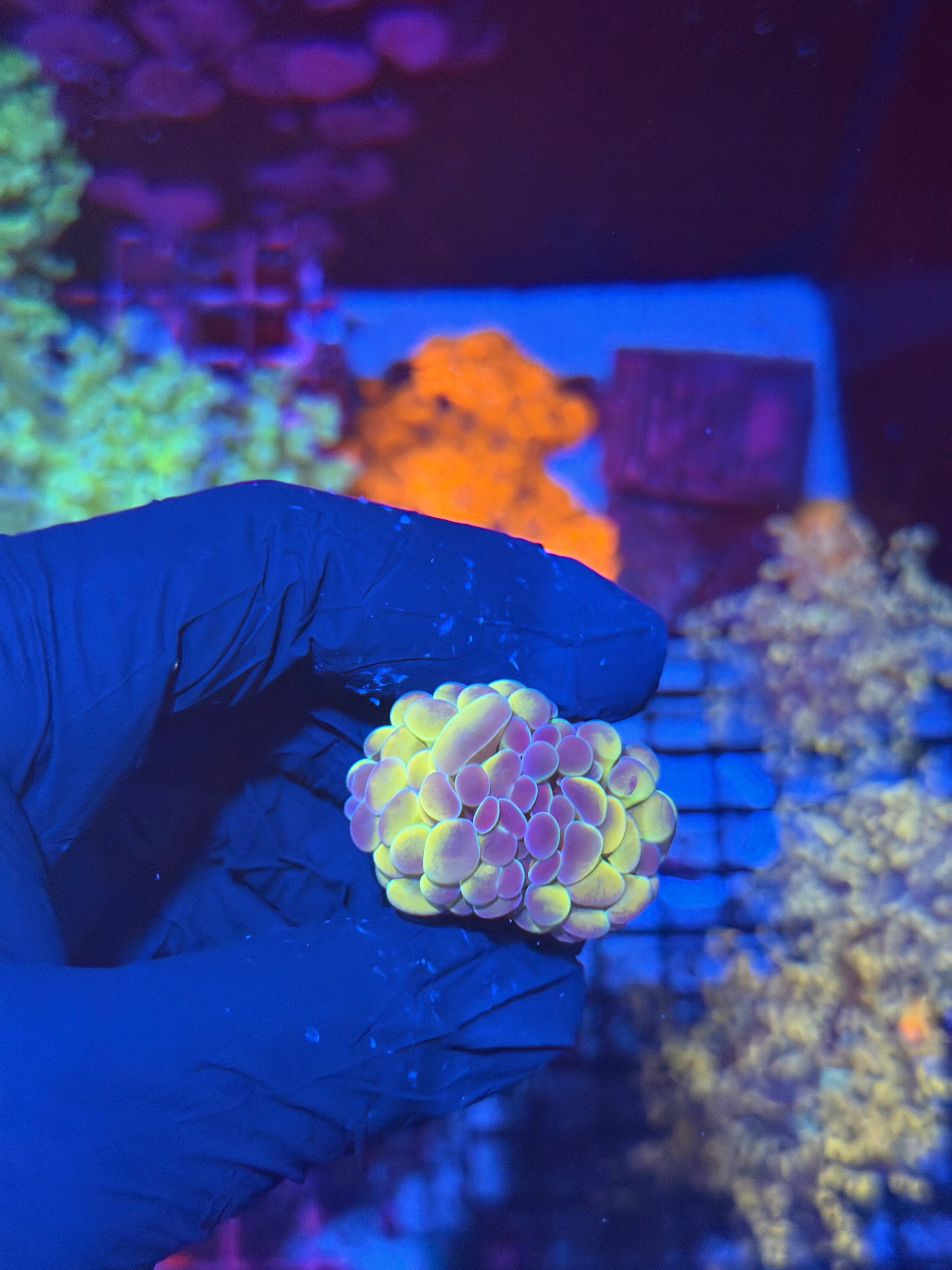 JEA Orange Hologram Hammer Coral 2 Heads Splitting 8/6