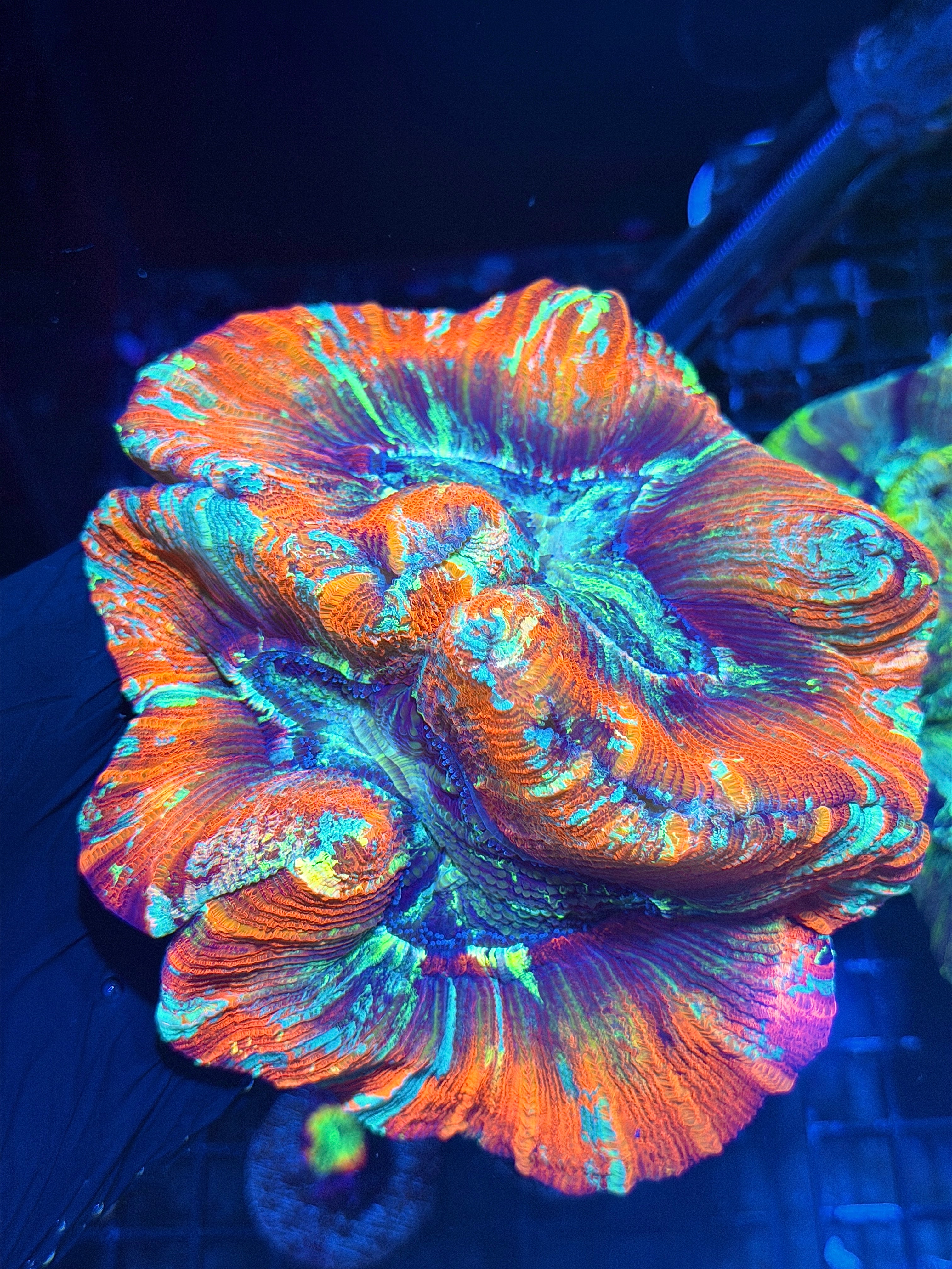 Red / Rainbow Trachyphyllia Meat Coral XXL Show Size 8/1