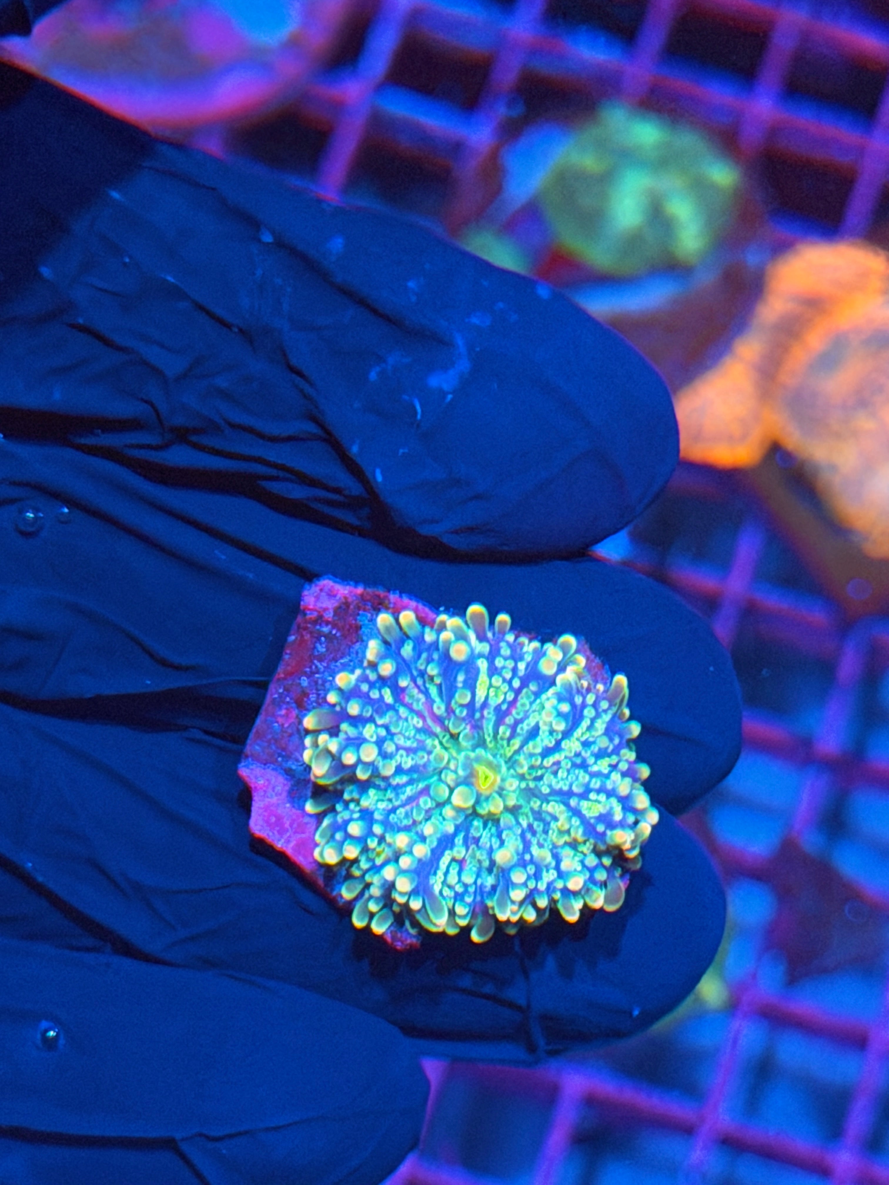 Tank Spawned Rainbow Yuma Mushroom Coral 8/11