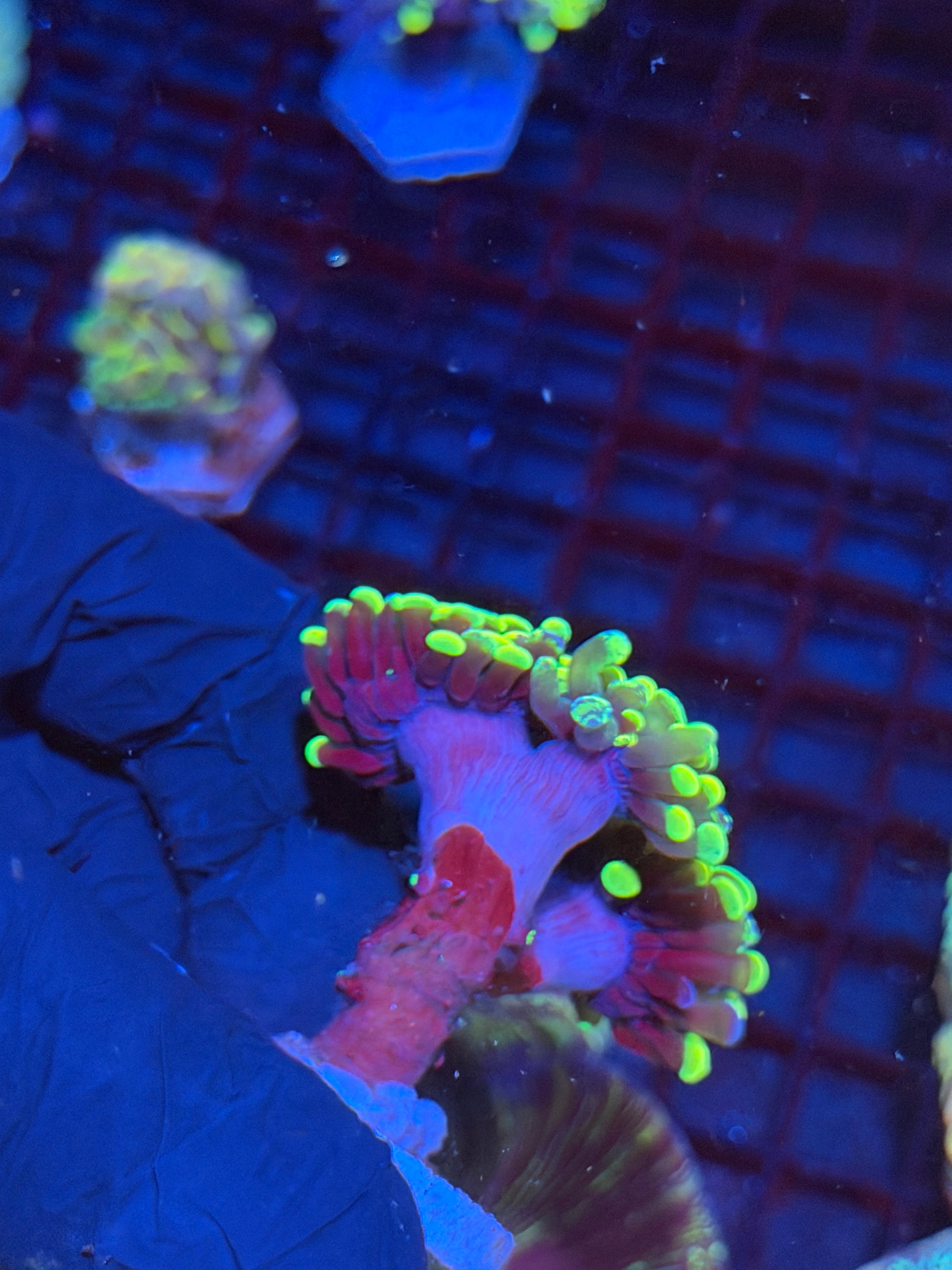 JEA Zeus’ Wrath Hammer Coral Grafted 3 Heads Splitting Xl