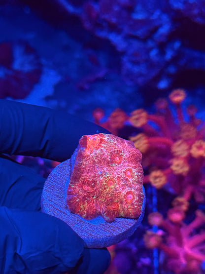 JEA Jingle Bells Chalice Coral