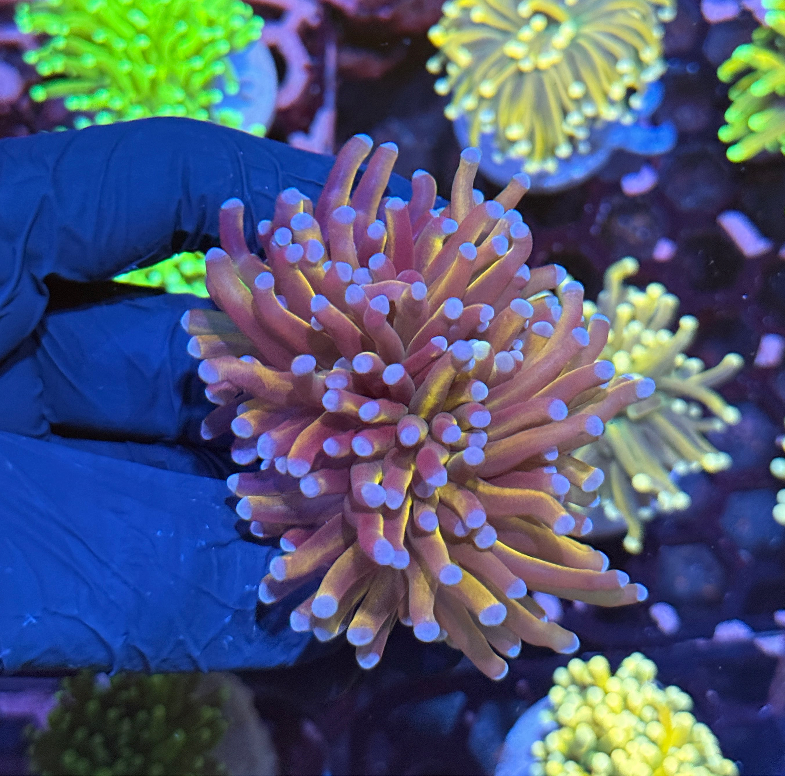 JEA Purple Tip Dragon Tamer Torch Coral 2 Heads