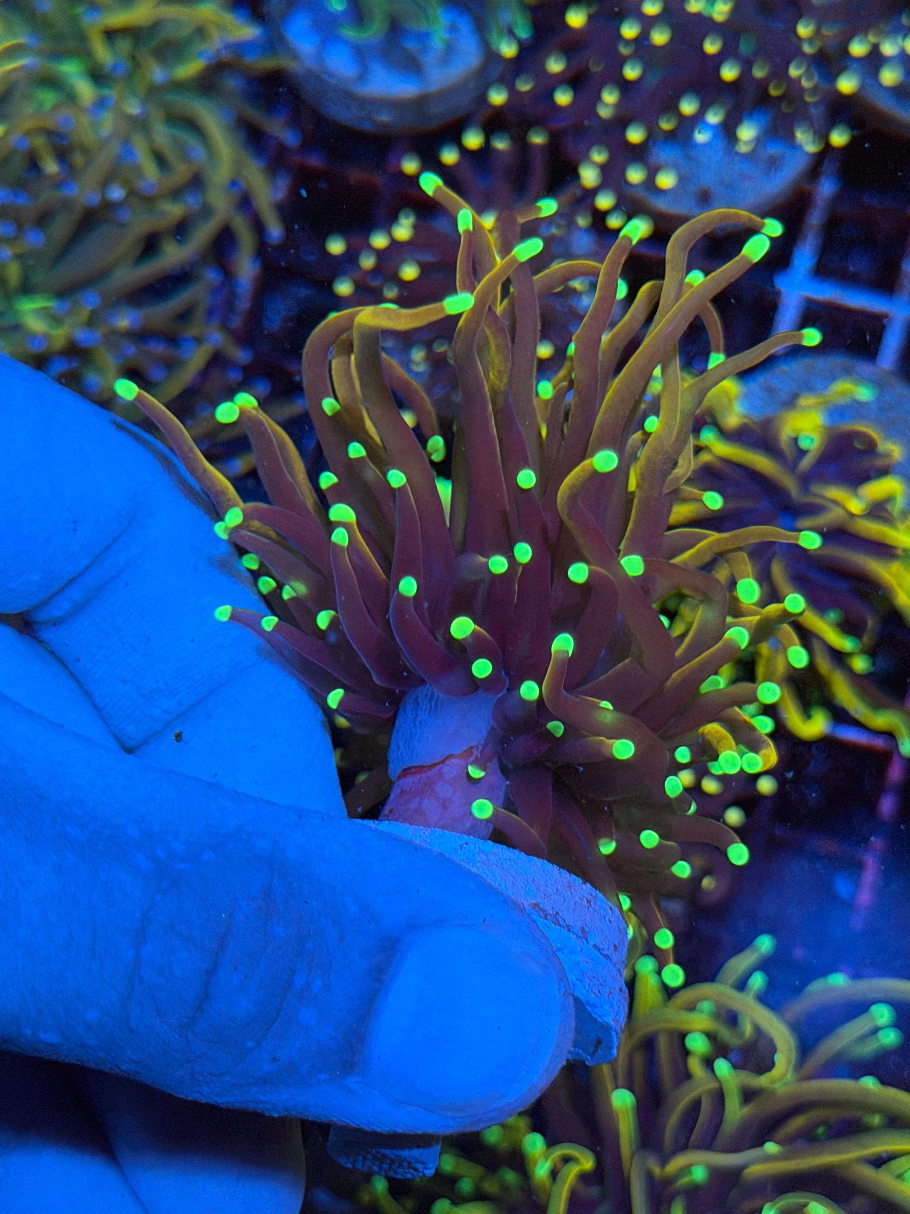 JEA Jester Torch Coral 1 XL Head